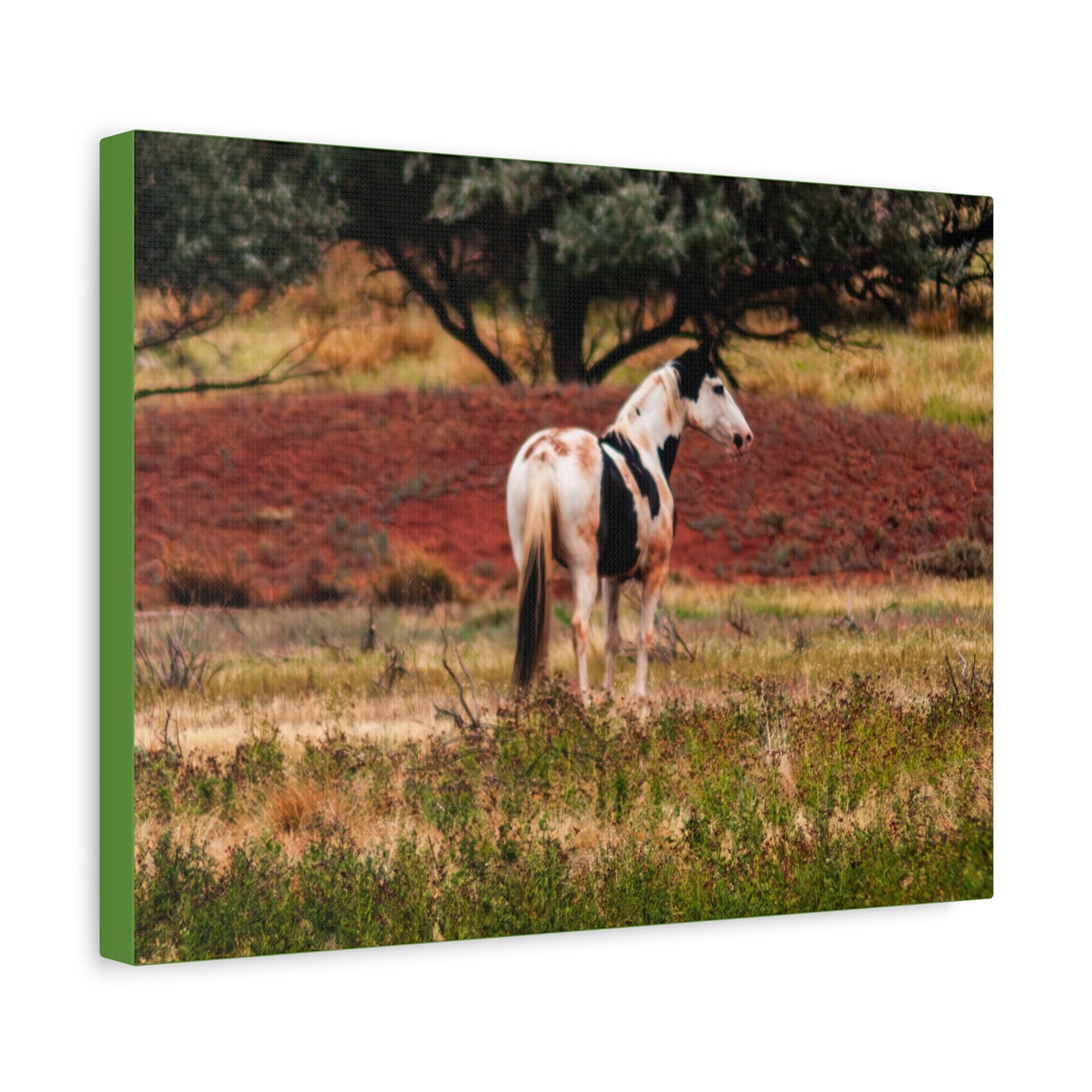 Painted Horse Canvas