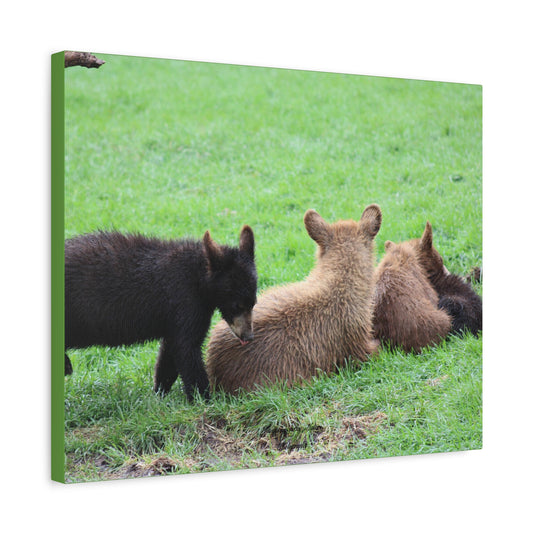 Four Cub Pile Up Matte Canvas, Stretched, 1.25"