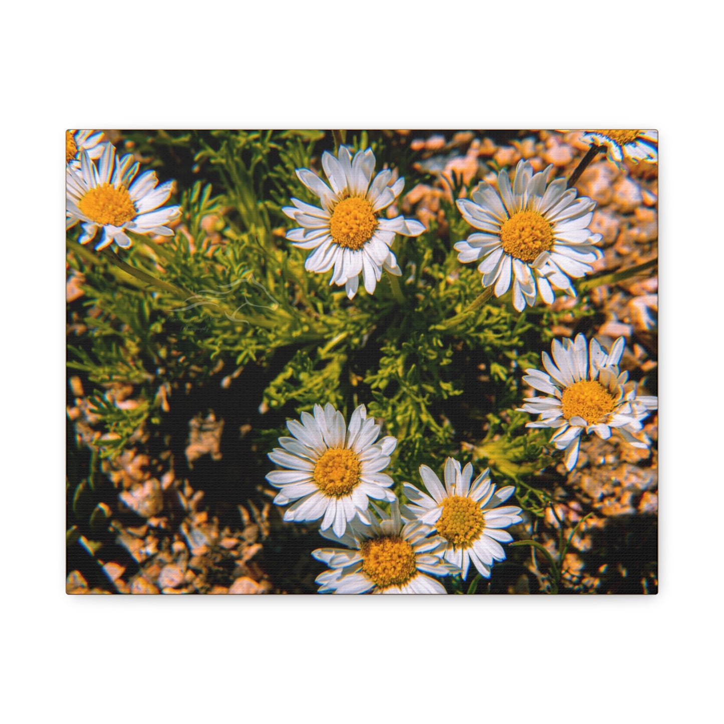 Wild Daisy Canvas