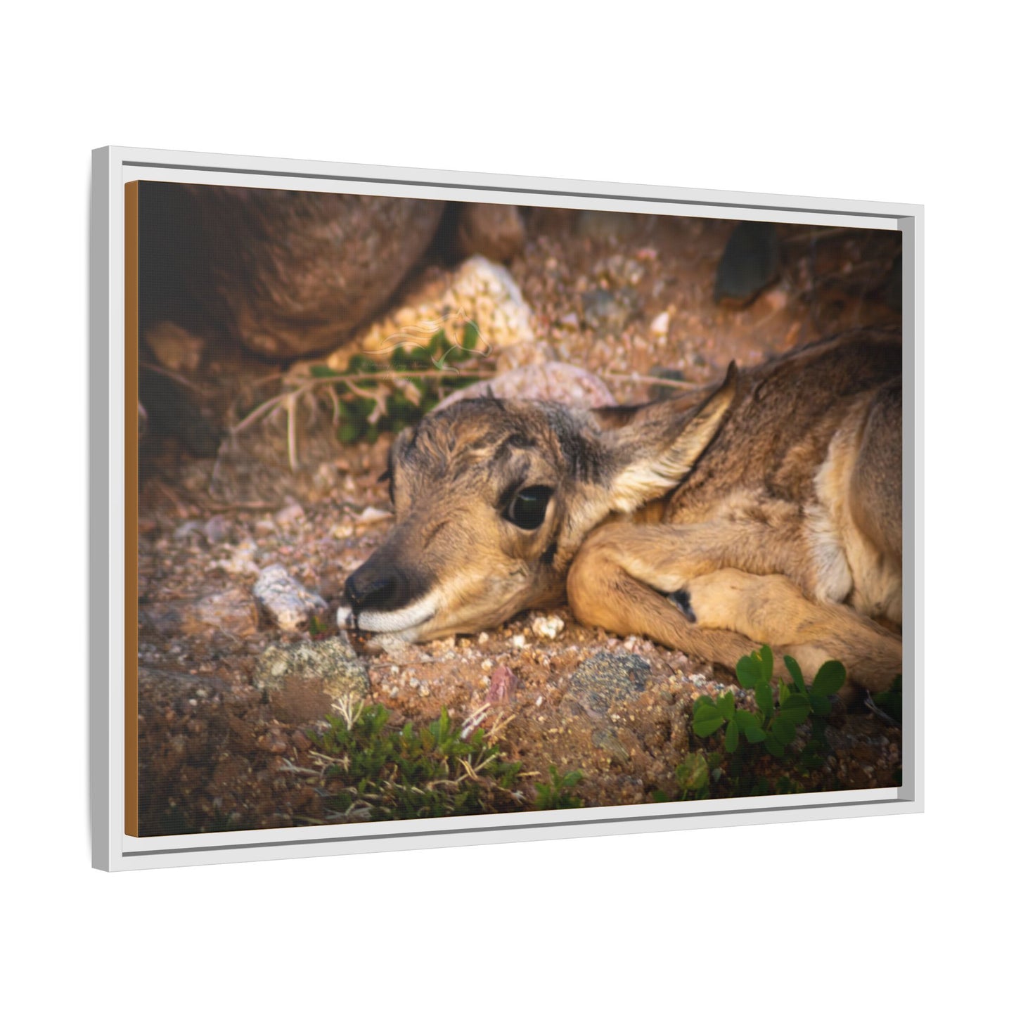 Baby Antelope Framed Canvas