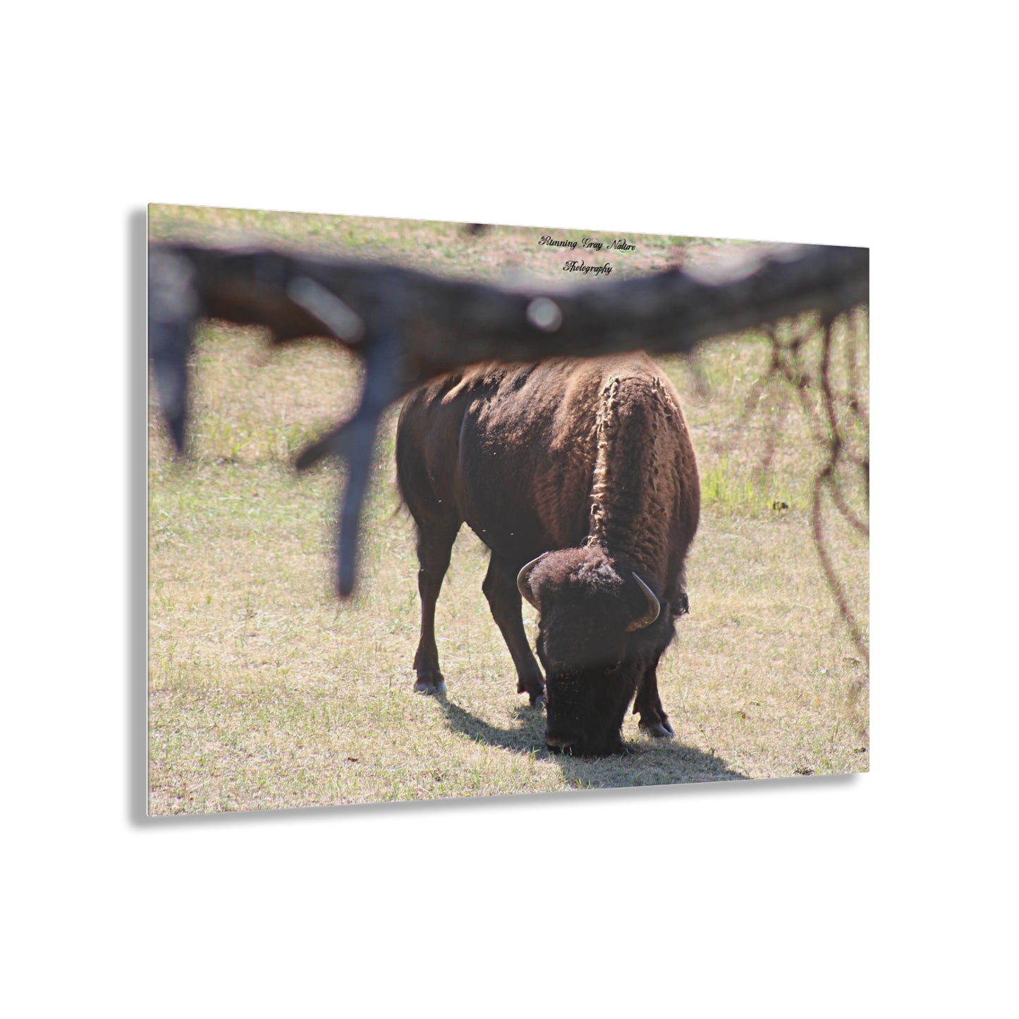 Buffalo Acrylic Prints