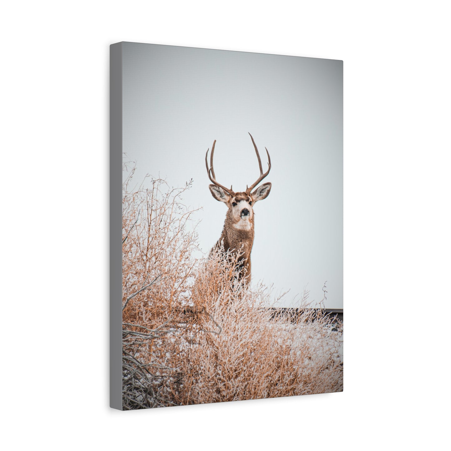 Rustic Deer Canvas
