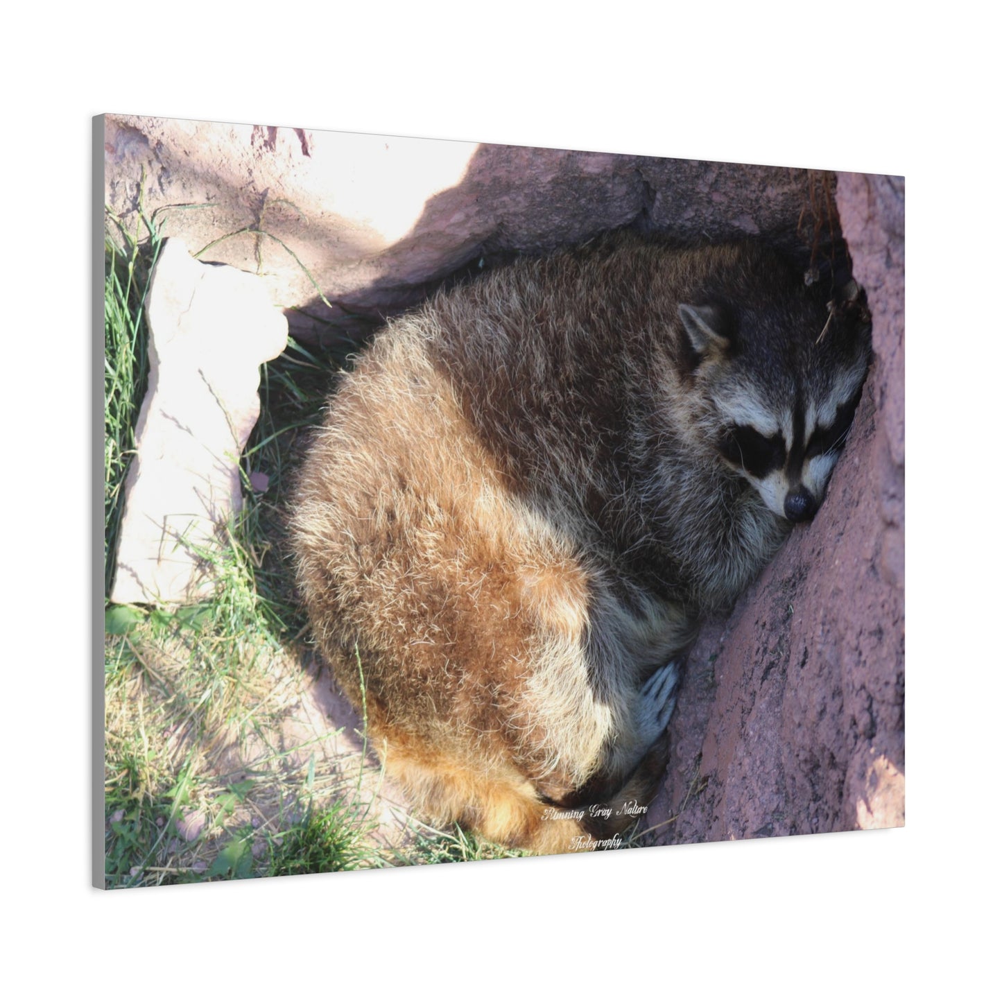 Sleeping Racoon Matte Canvas, Stretched, 1.25"