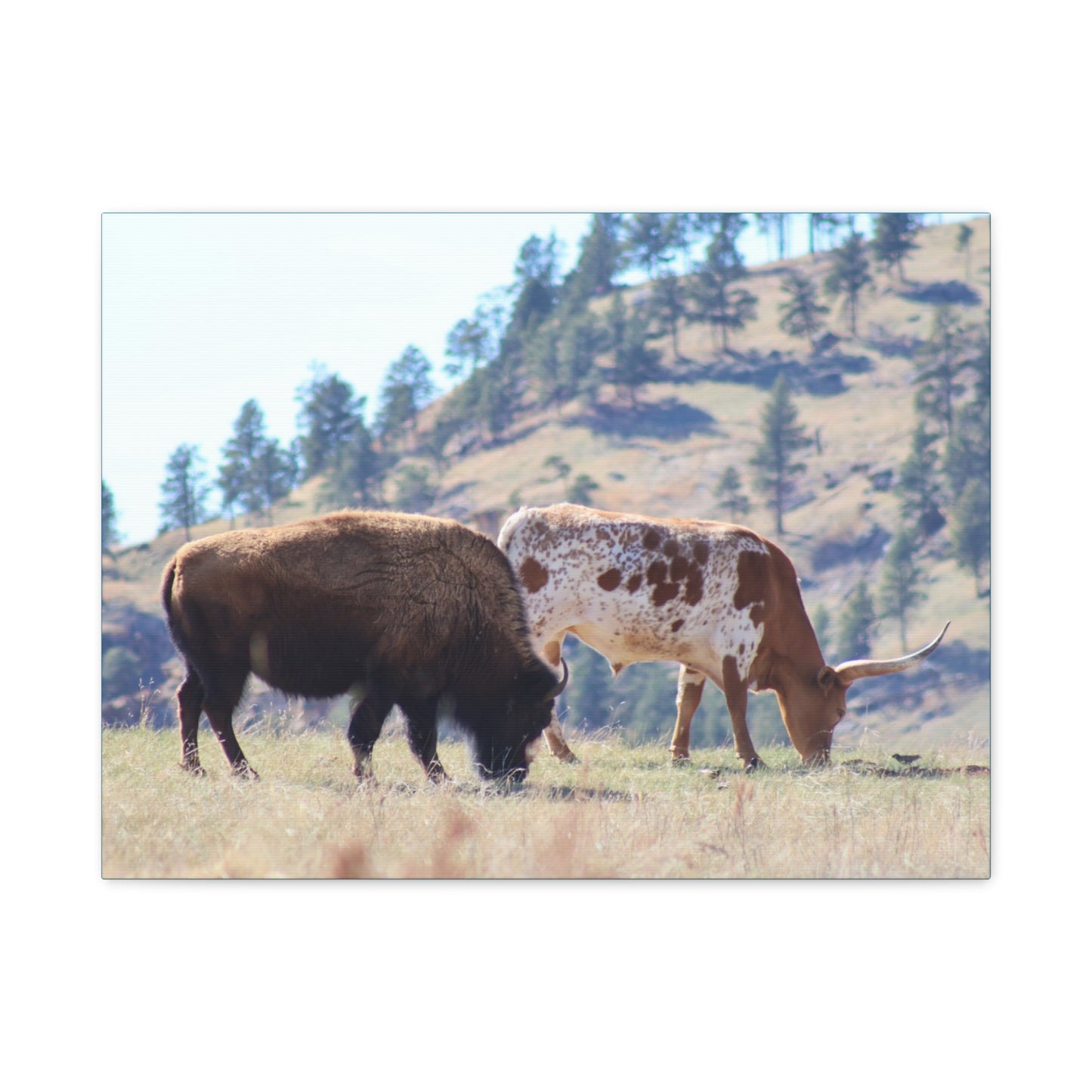 Long Horn and Buffalo Canvas