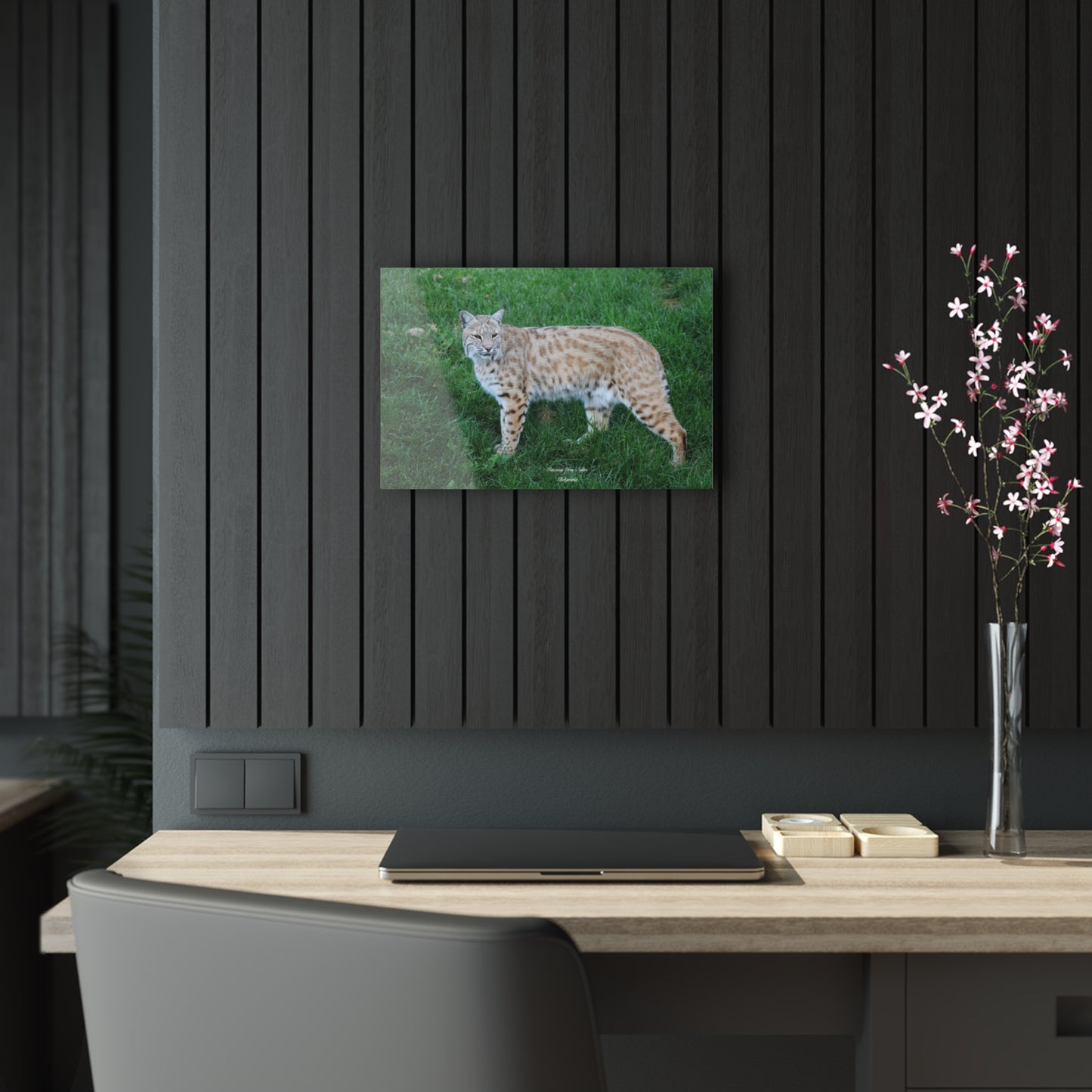 Bobcat Acrylic Prints