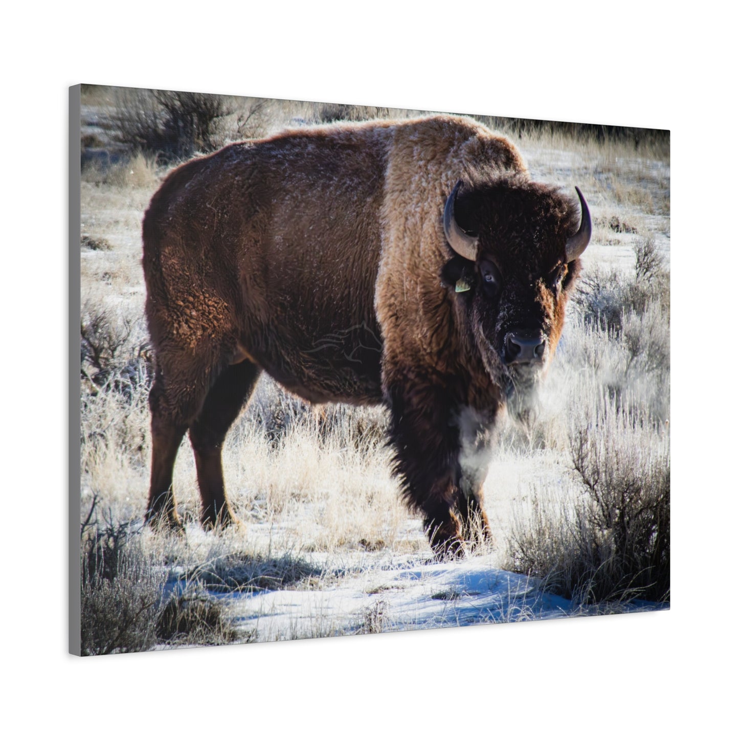 Early Morning Buffalo Canvas