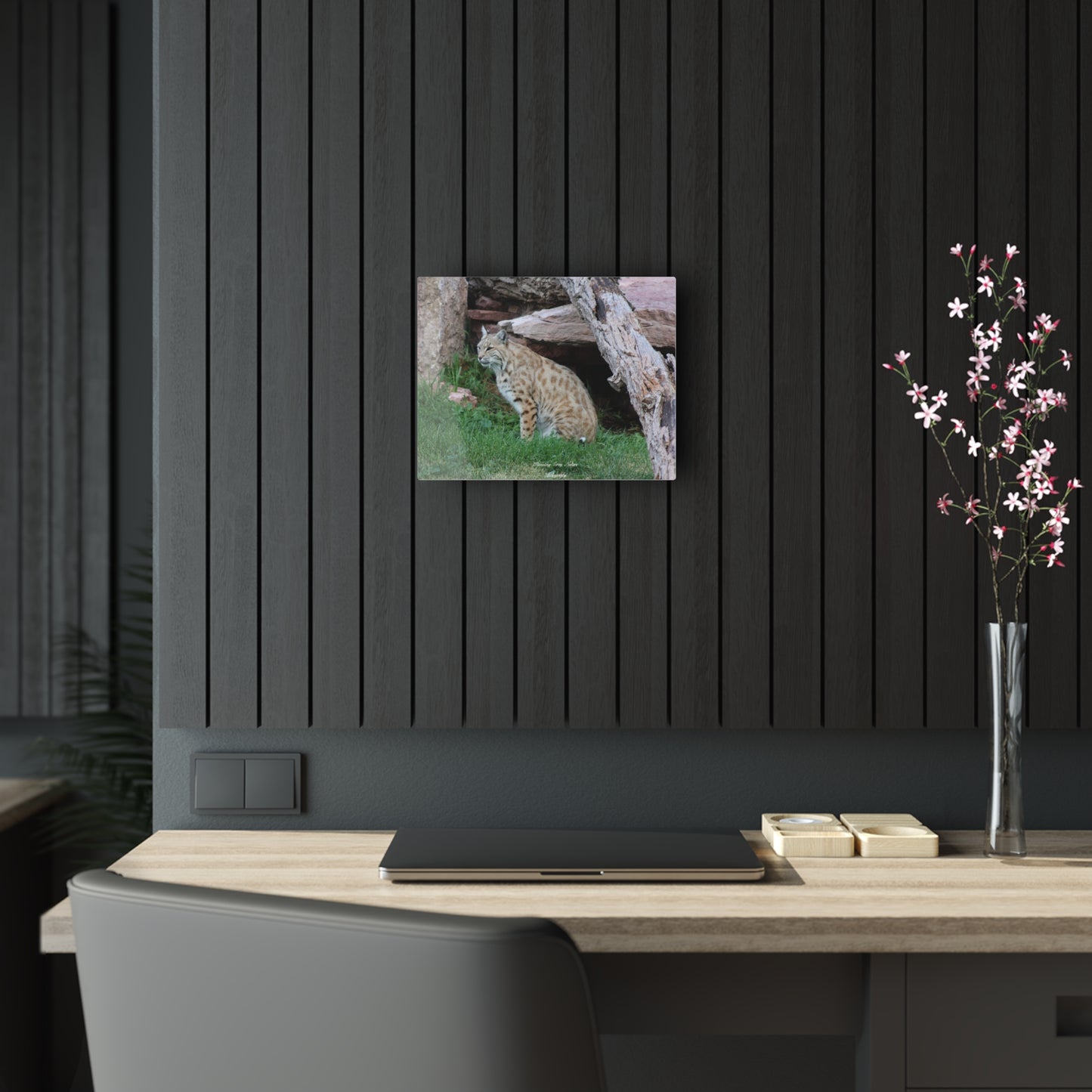 Sitting Bobcat Acrylic Prints