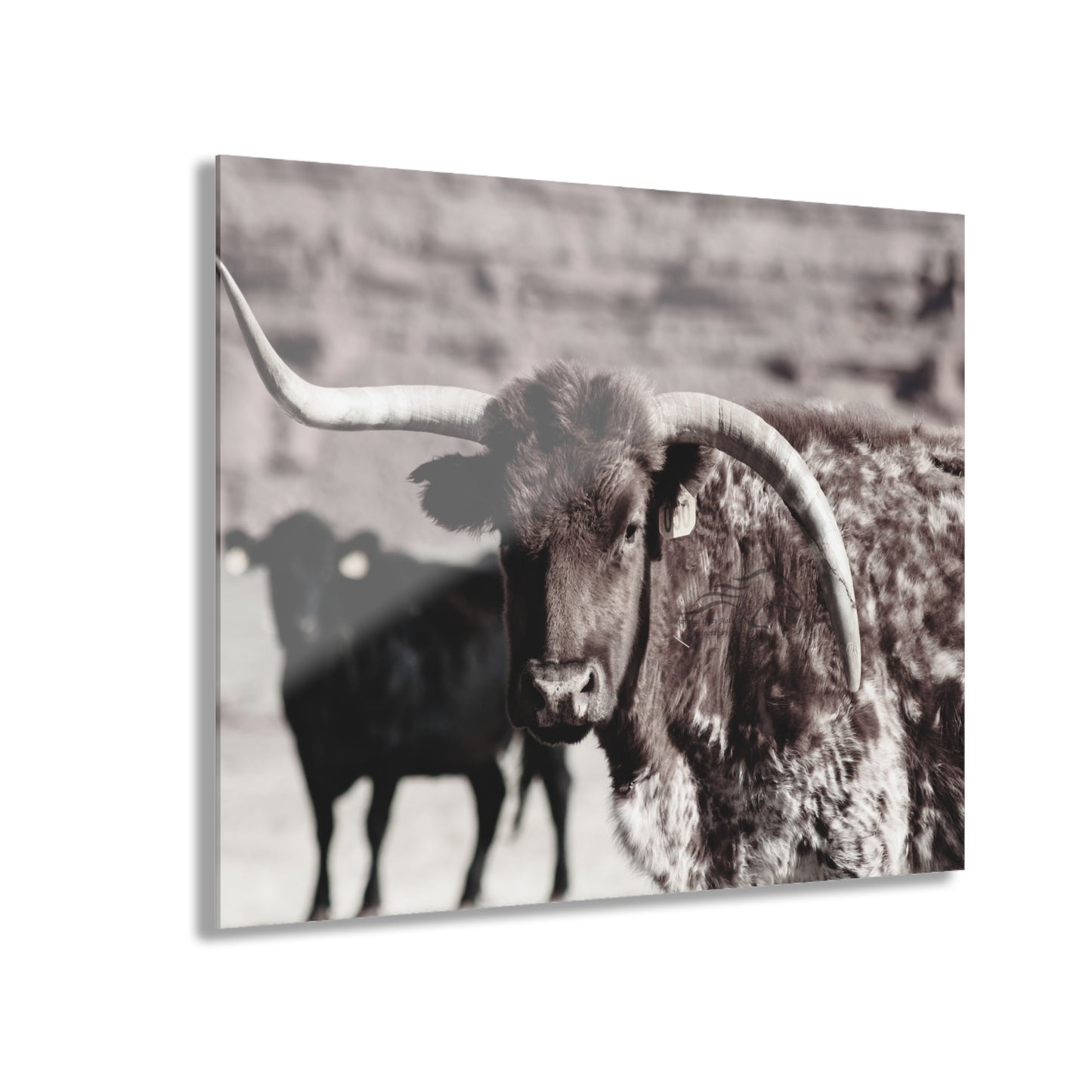 Rustic Longhorn Acrylic