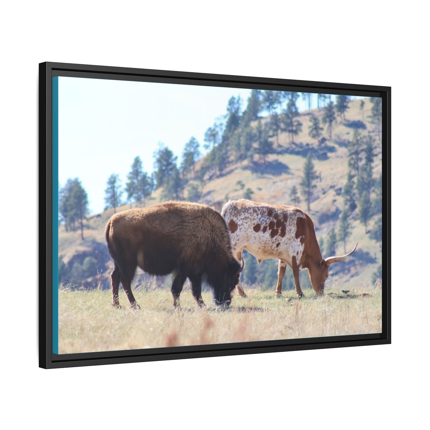 Long Horn and Buffalo Framed Canvas