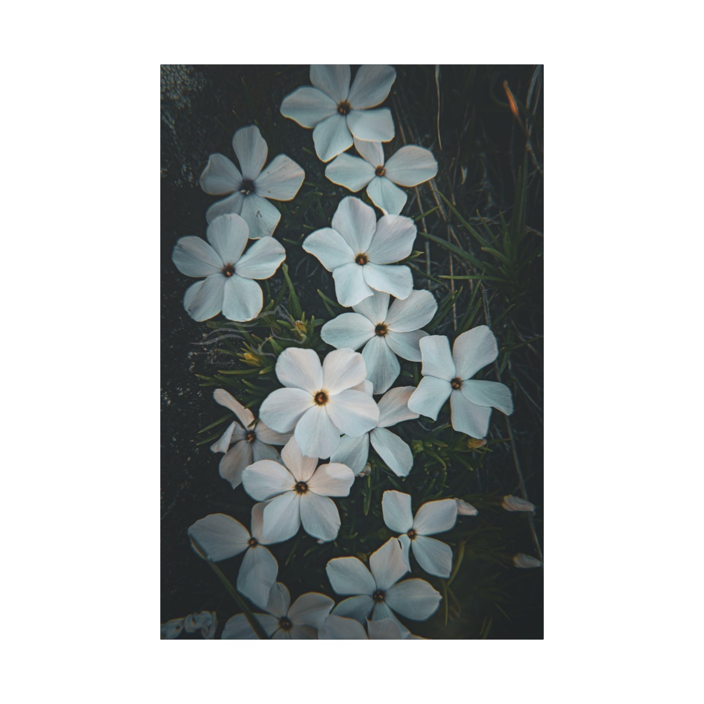 Rock Jasmine Canvas