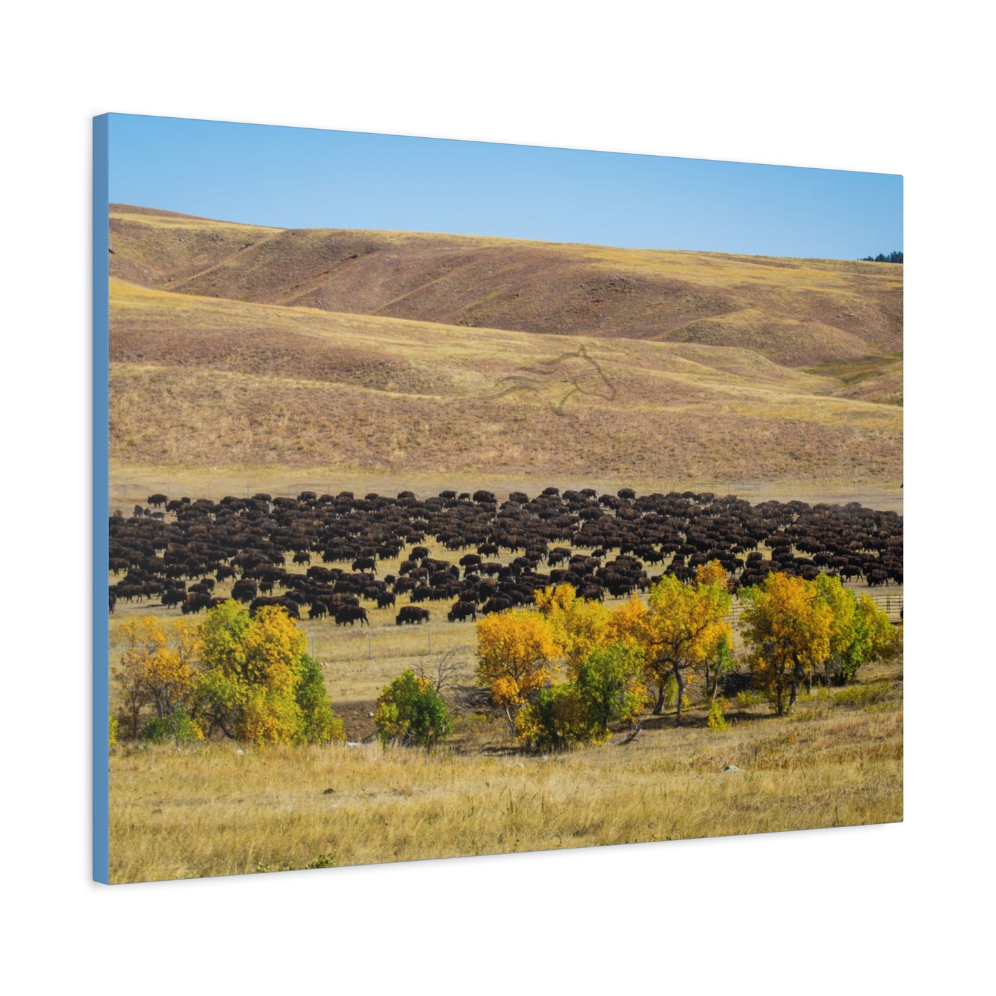 Final look Buffalo Round Up