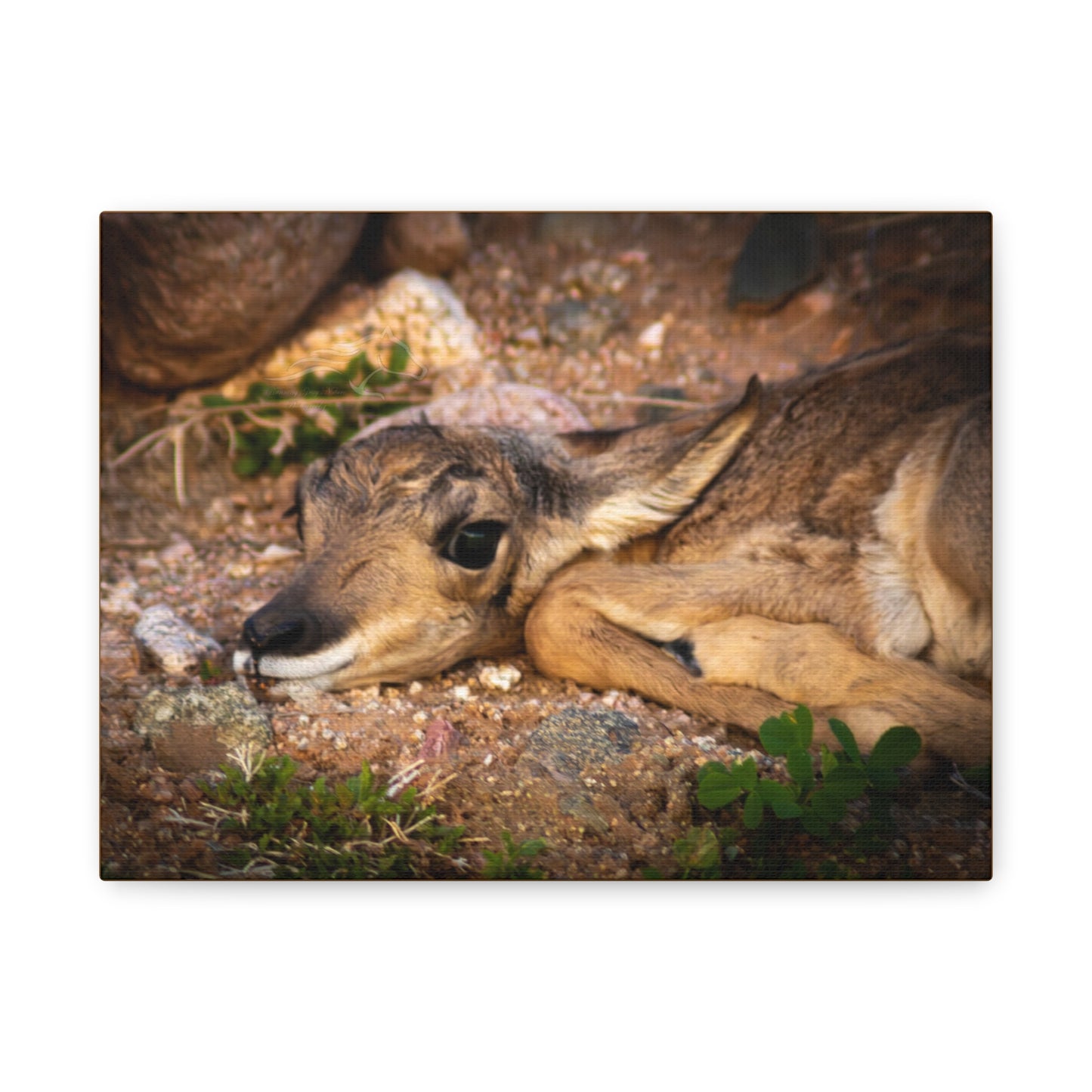 Baby Antelope Canvas