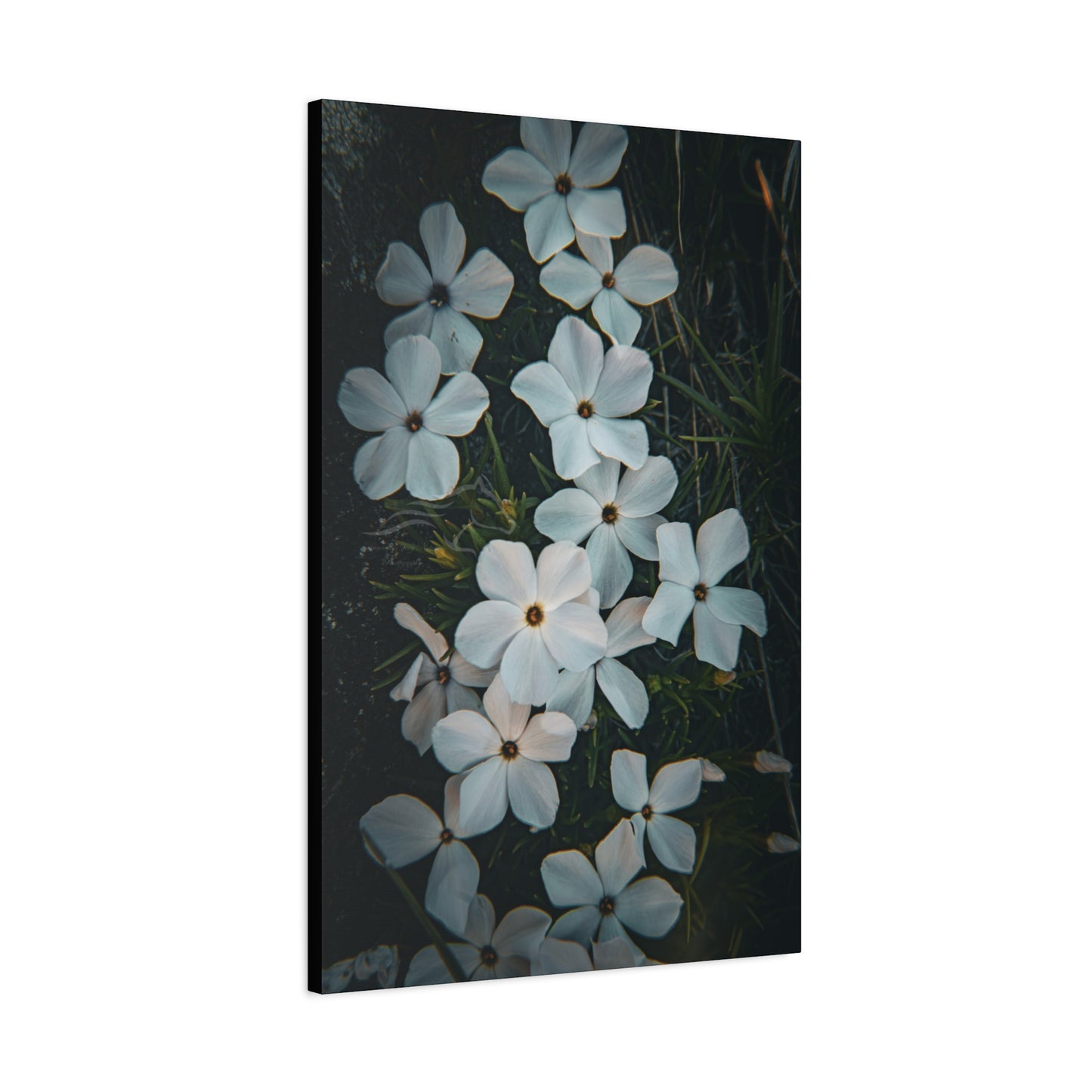 Rock Jasmine Canvas