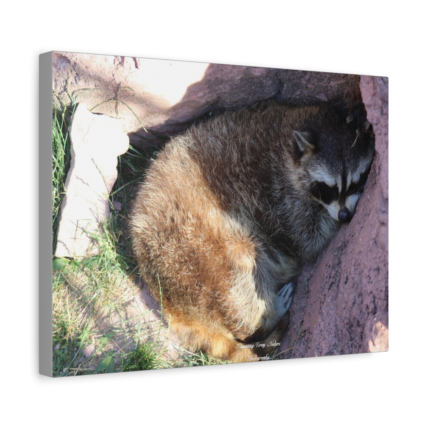 Sleeping Racoon Matte Canvas, Stretched, 1.25"