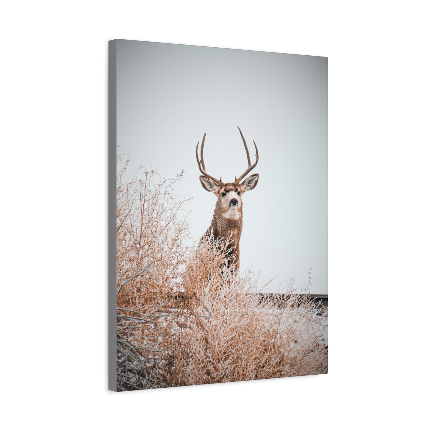Rustic Deer Canvas