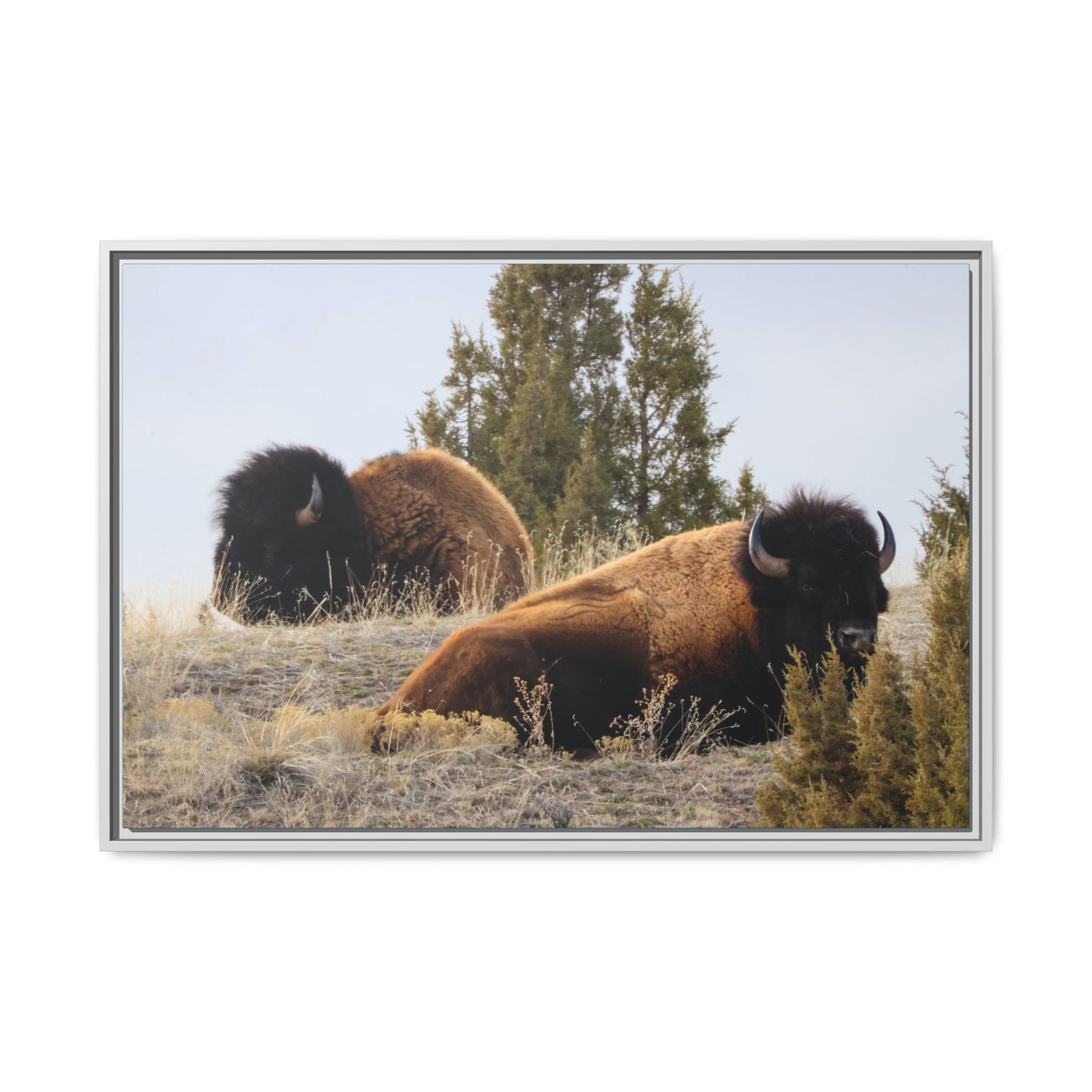 Two Bull Buffalo Framed Canvas