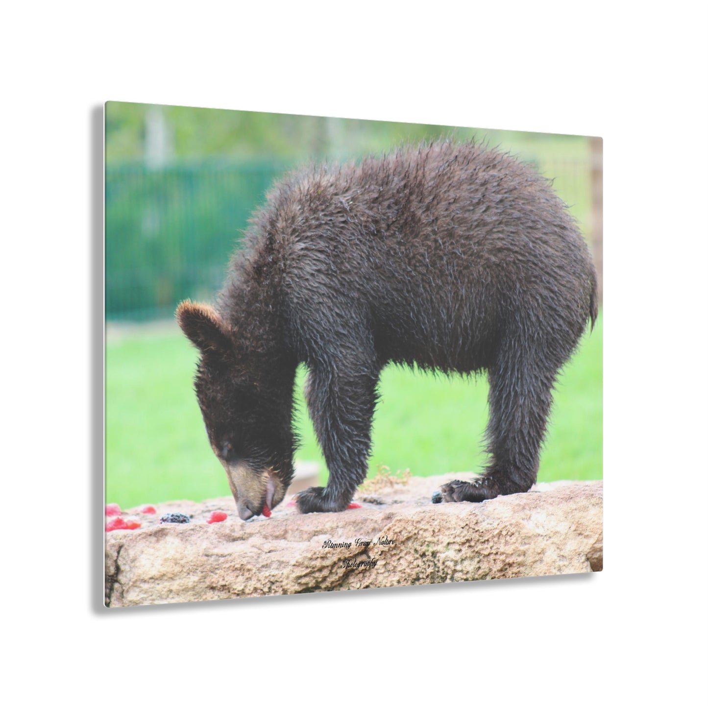 Strawberry Bear Acrylic Prints