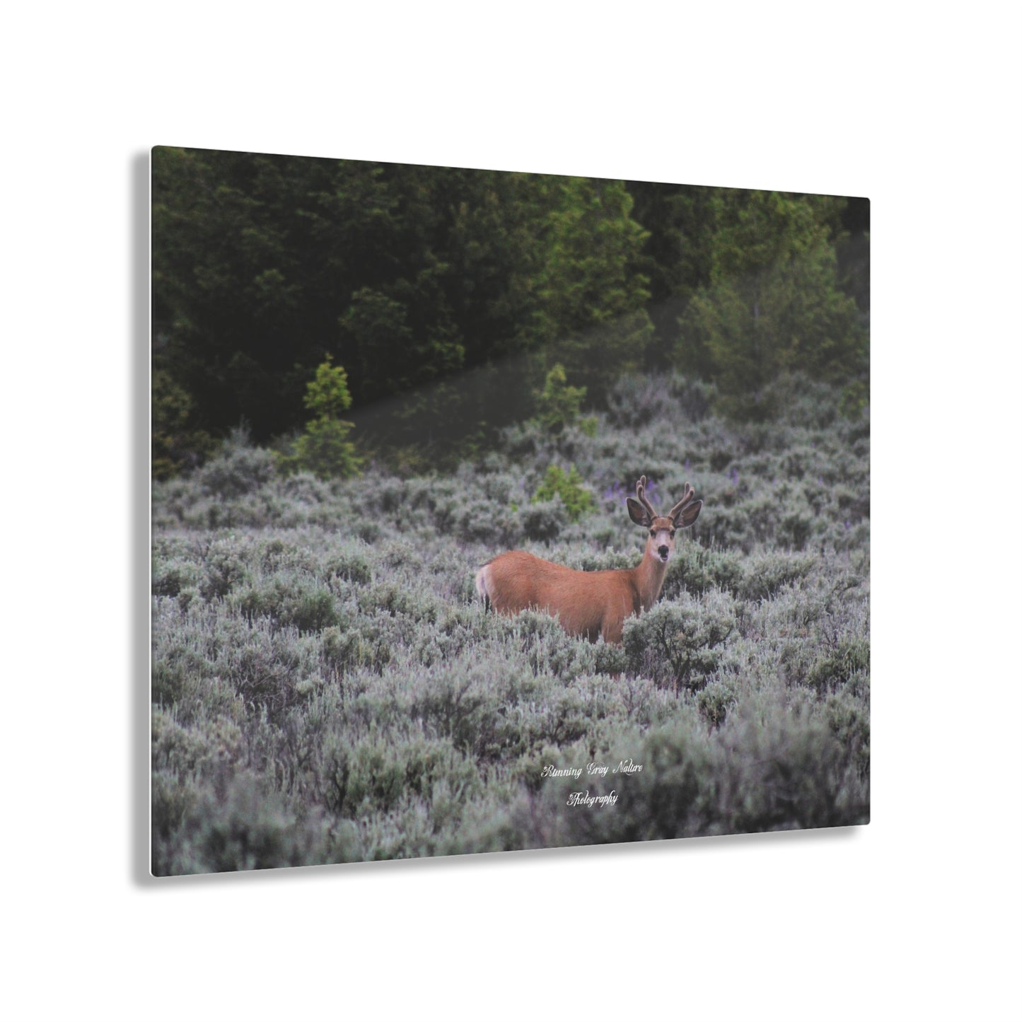 Wyoming Deer Acrylic Prints