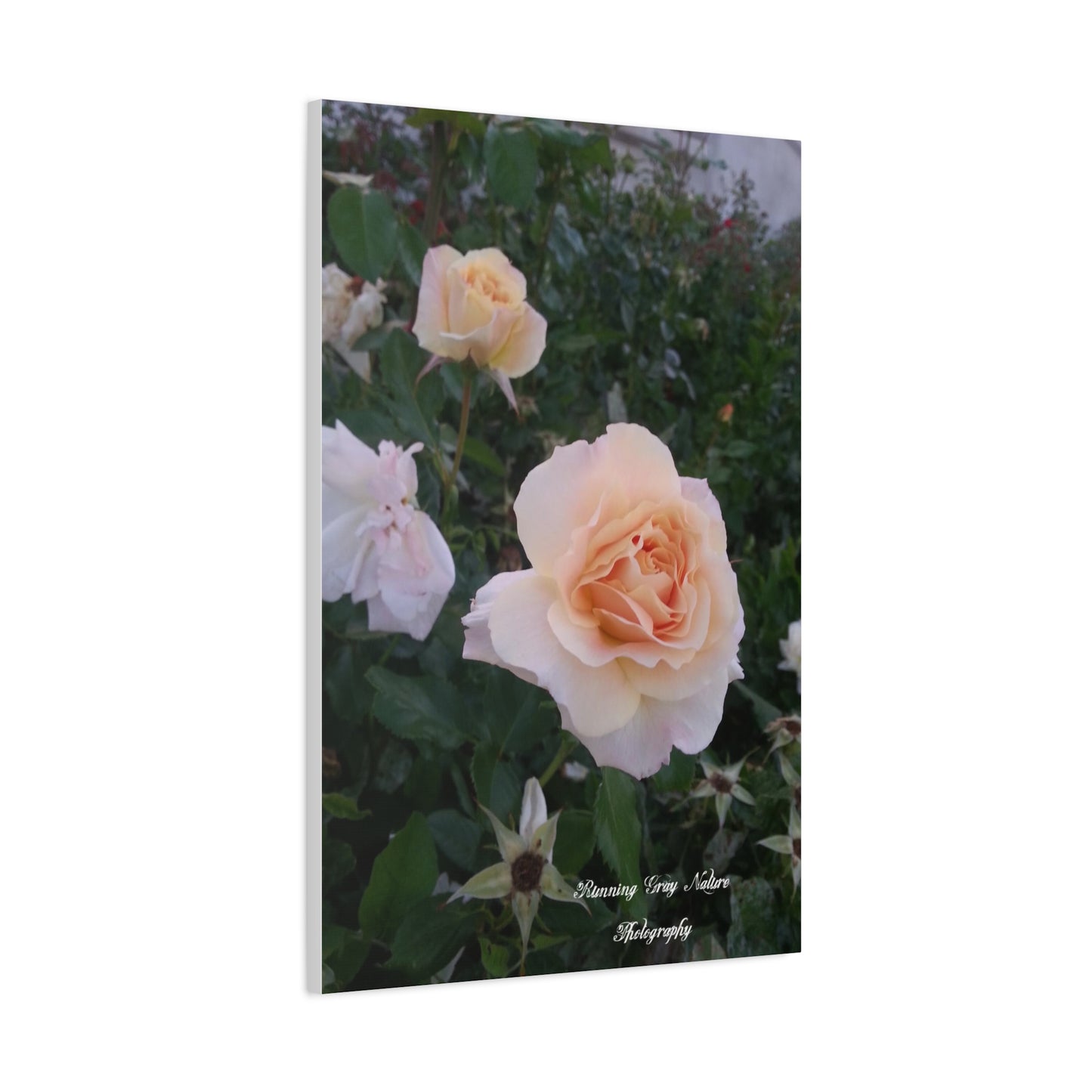 White Roses Matte Canvas, Stretched, 1.25"