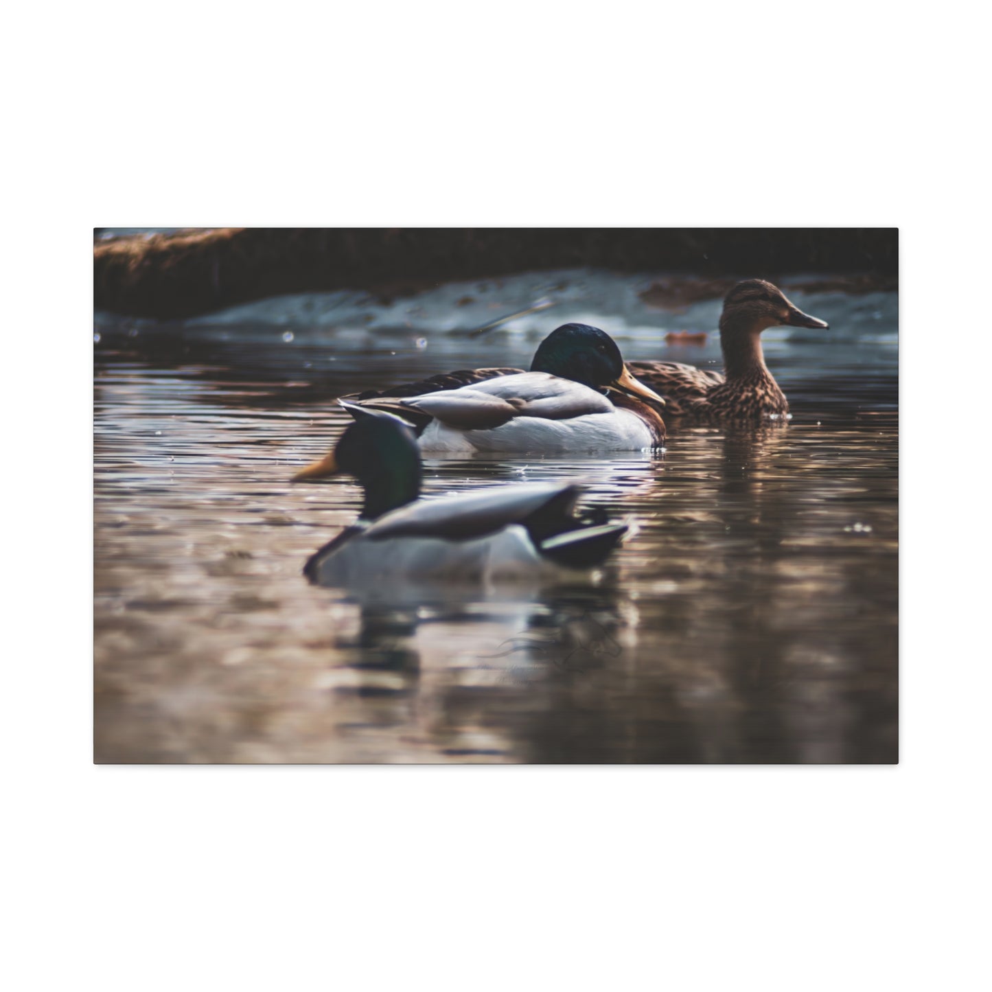 Mallard Ducks Canvas