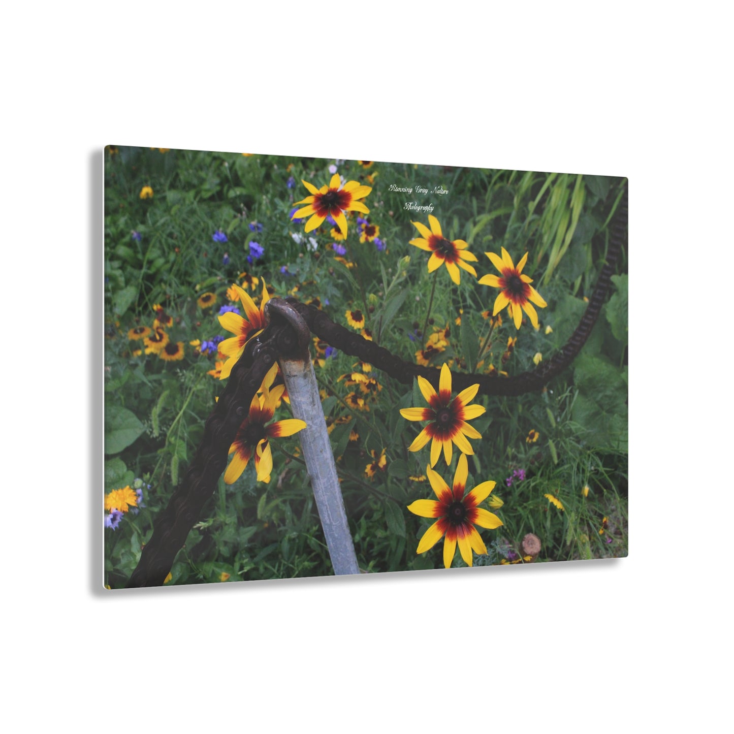 Red and Yellow Sunflowers Acrylic Prints