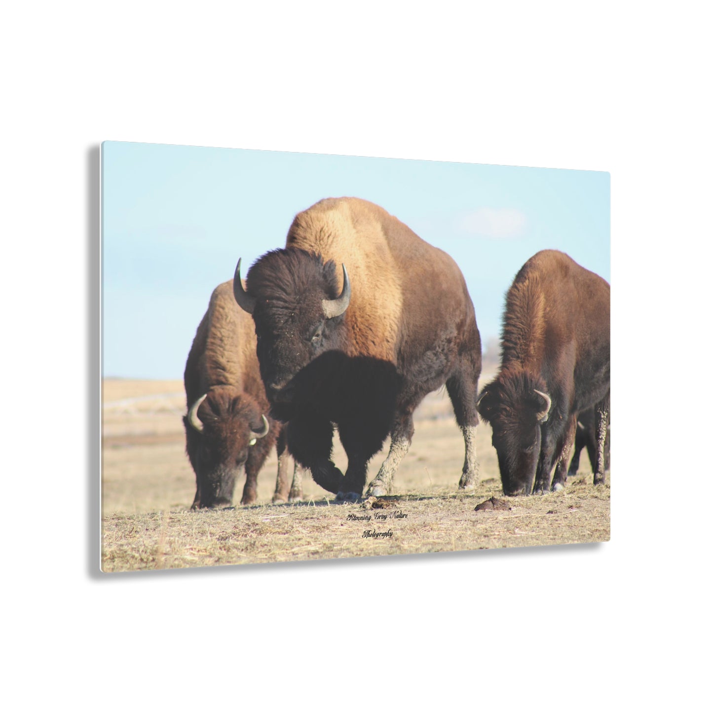 Buffalo Herd Acrylic Prints