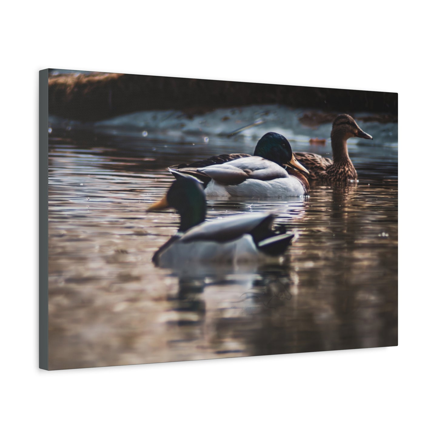Mallard Ducks Canvas