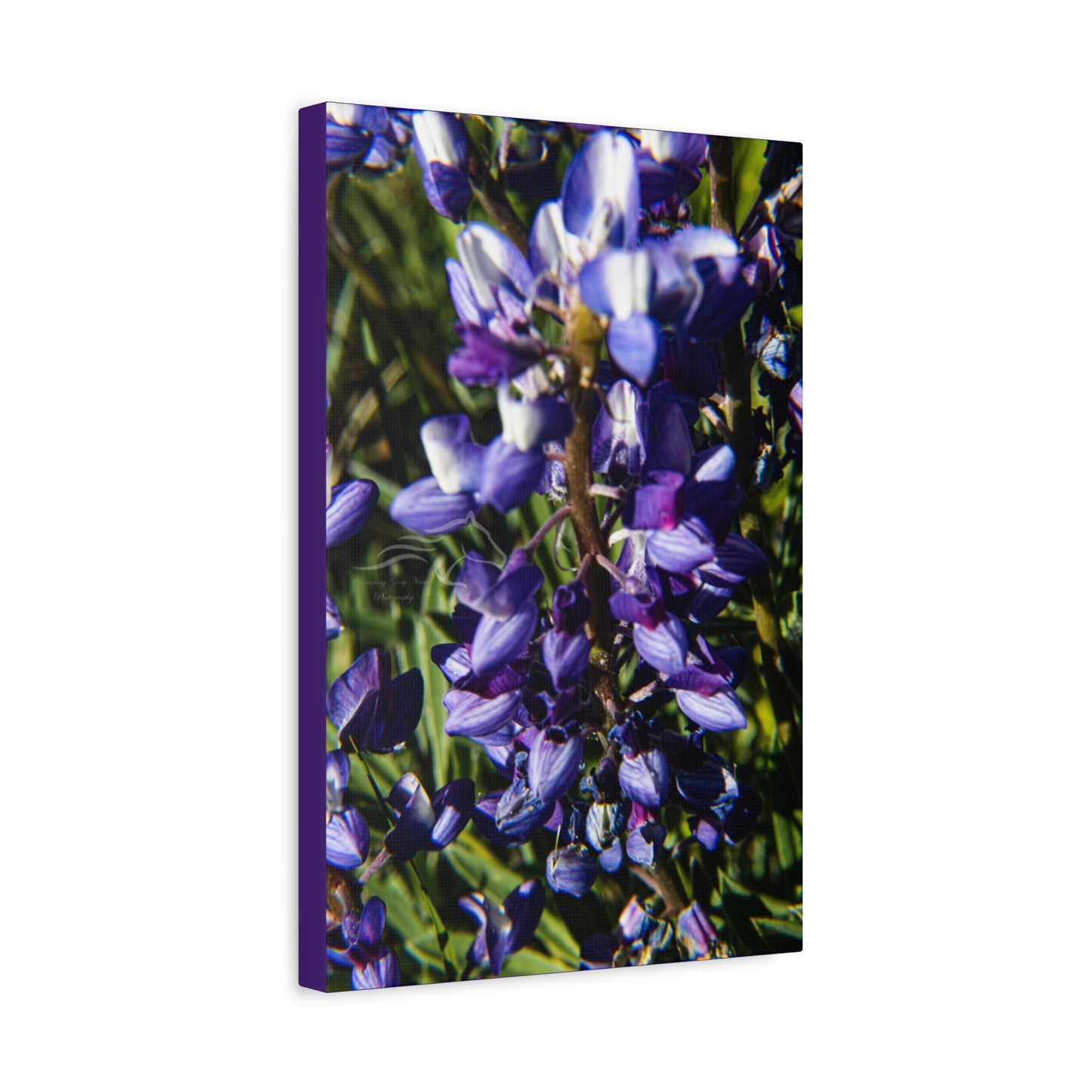 Arctic Lupine Canvas