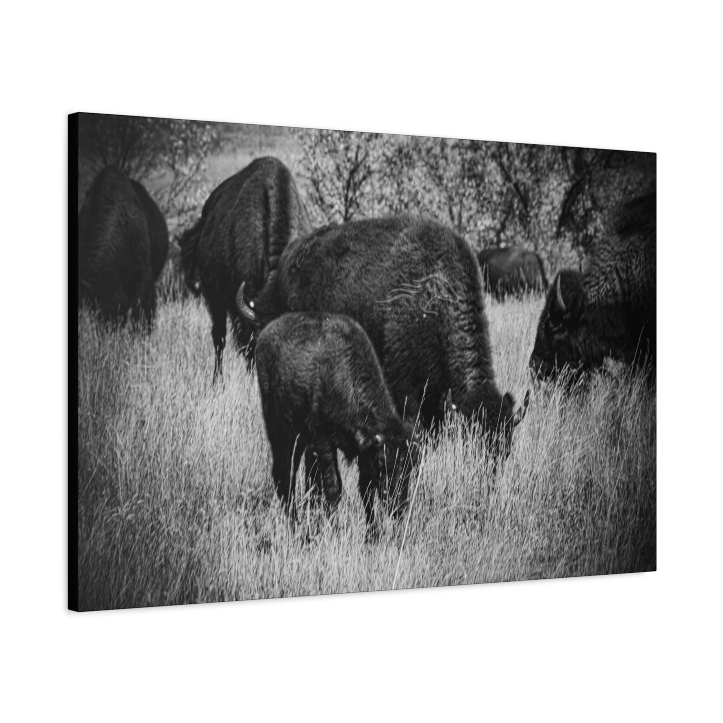 Black and White Buffalo Canvas