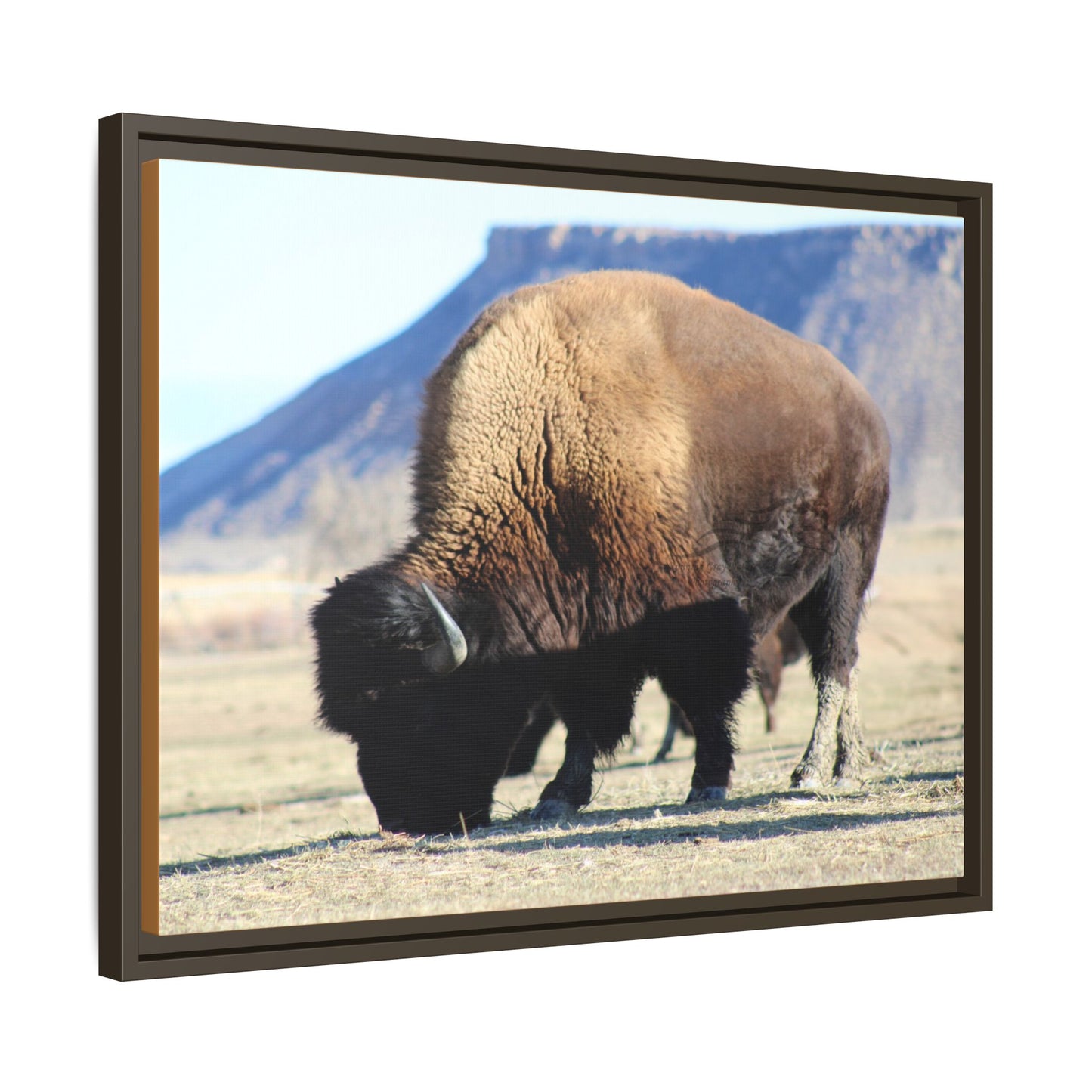 Big Daddy Buffalo Framed Canvas