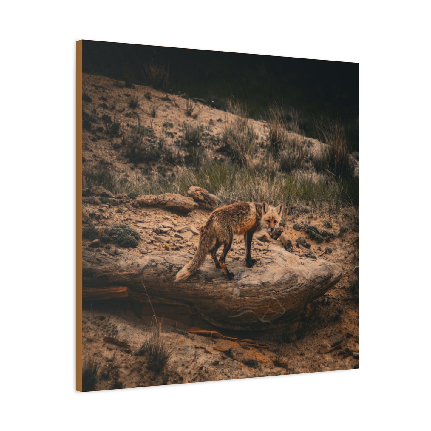 Rustic Fox Canvas