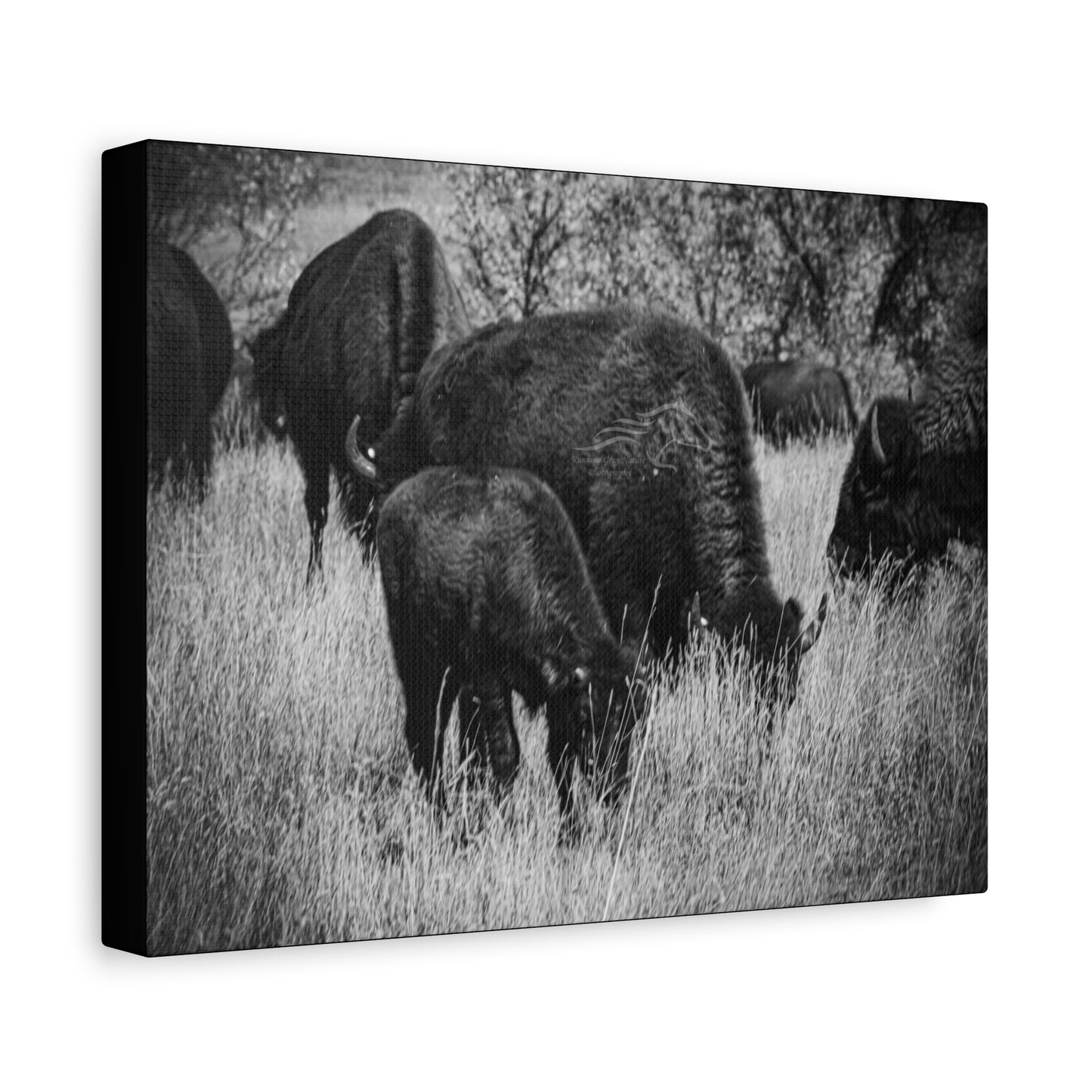 Black and White Buffalo Canvas