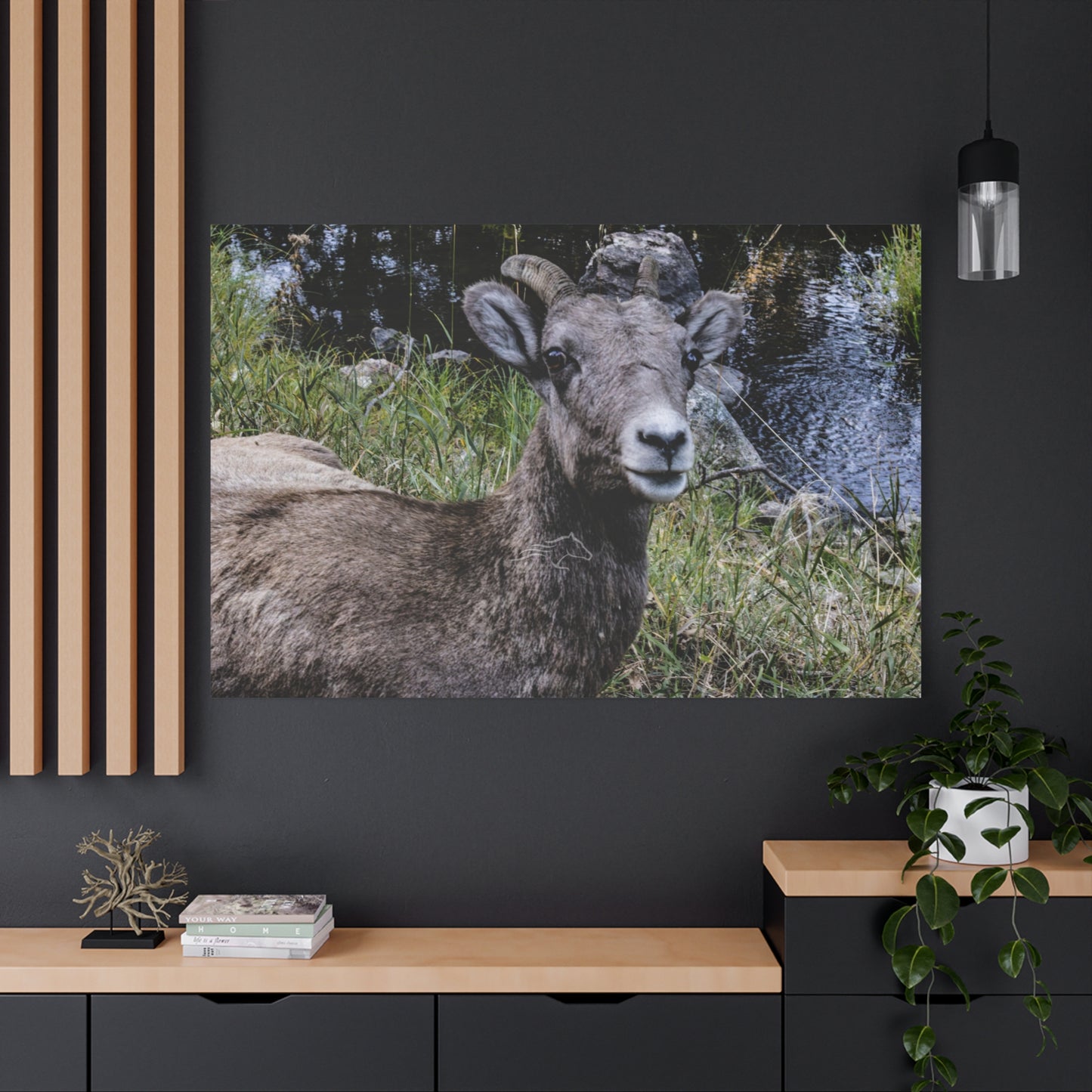 Big Horn Sheep Canvas