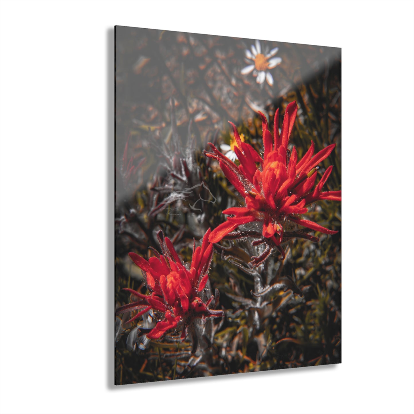 Black and Red Indian Paint Brush Acrylic