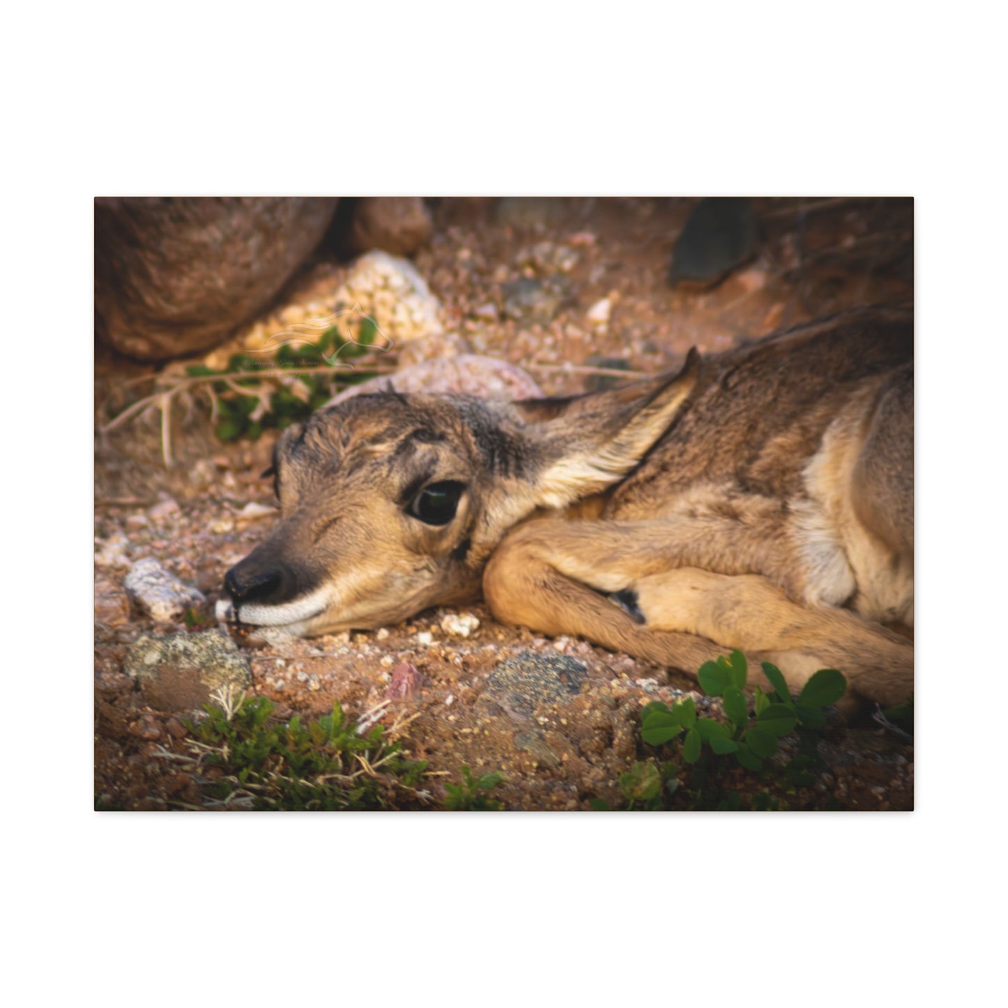Baby Antelope Canvas