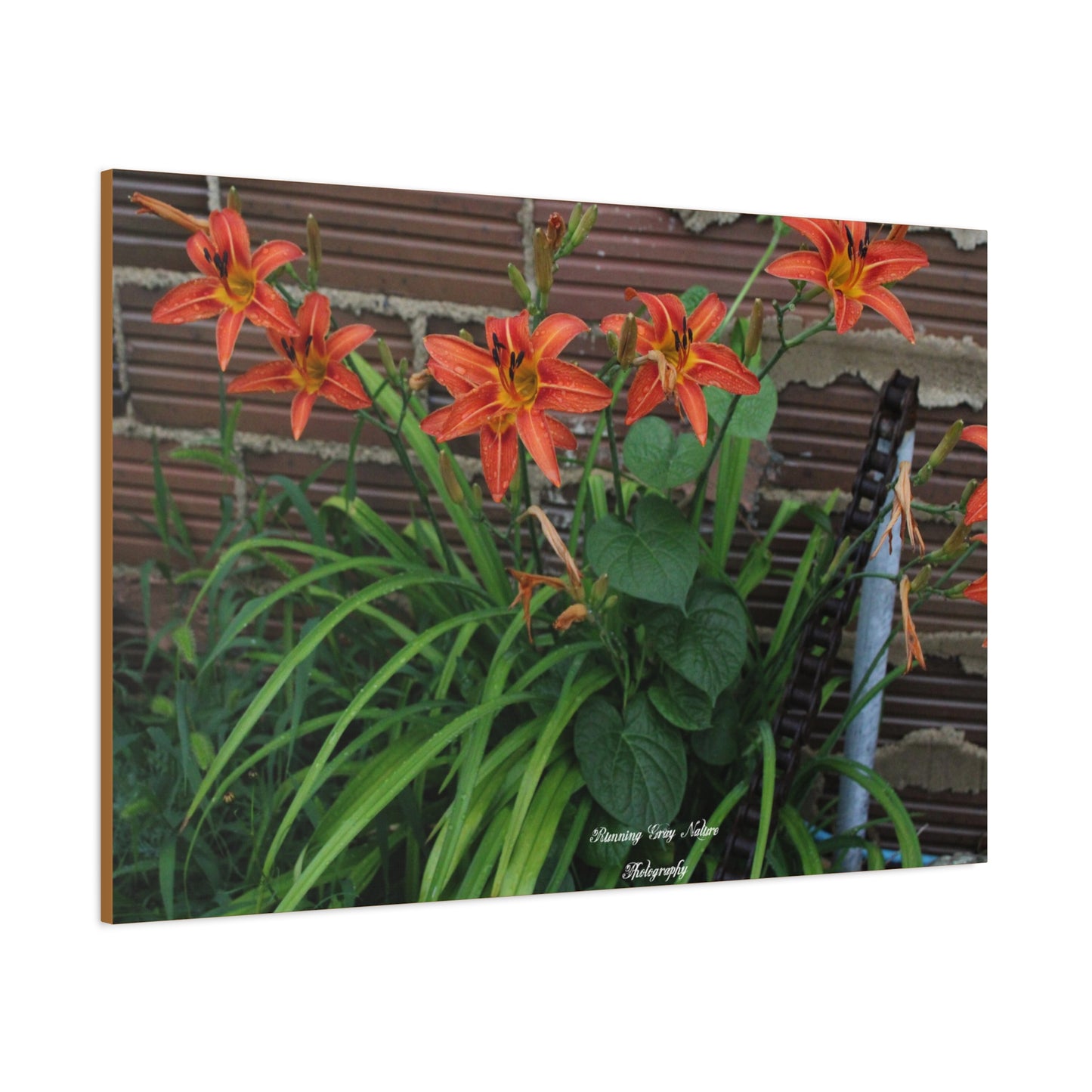 Orange Tiger Day Lily Matte Canvas, Stretched, 1.25"