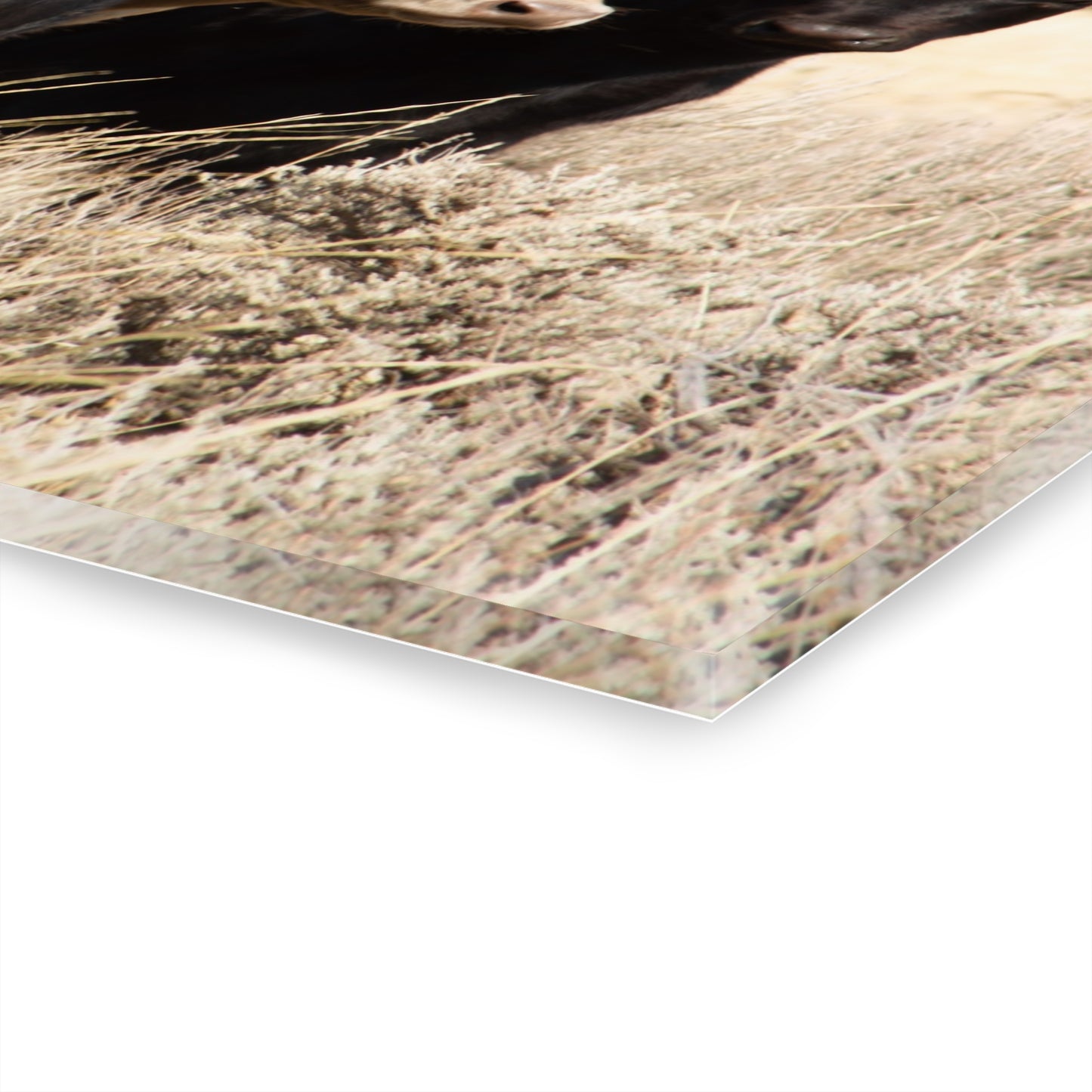 Monkey in the Middle Acrylic