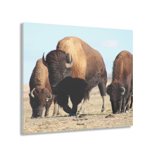 Buffalo Herd Acrylic Prints