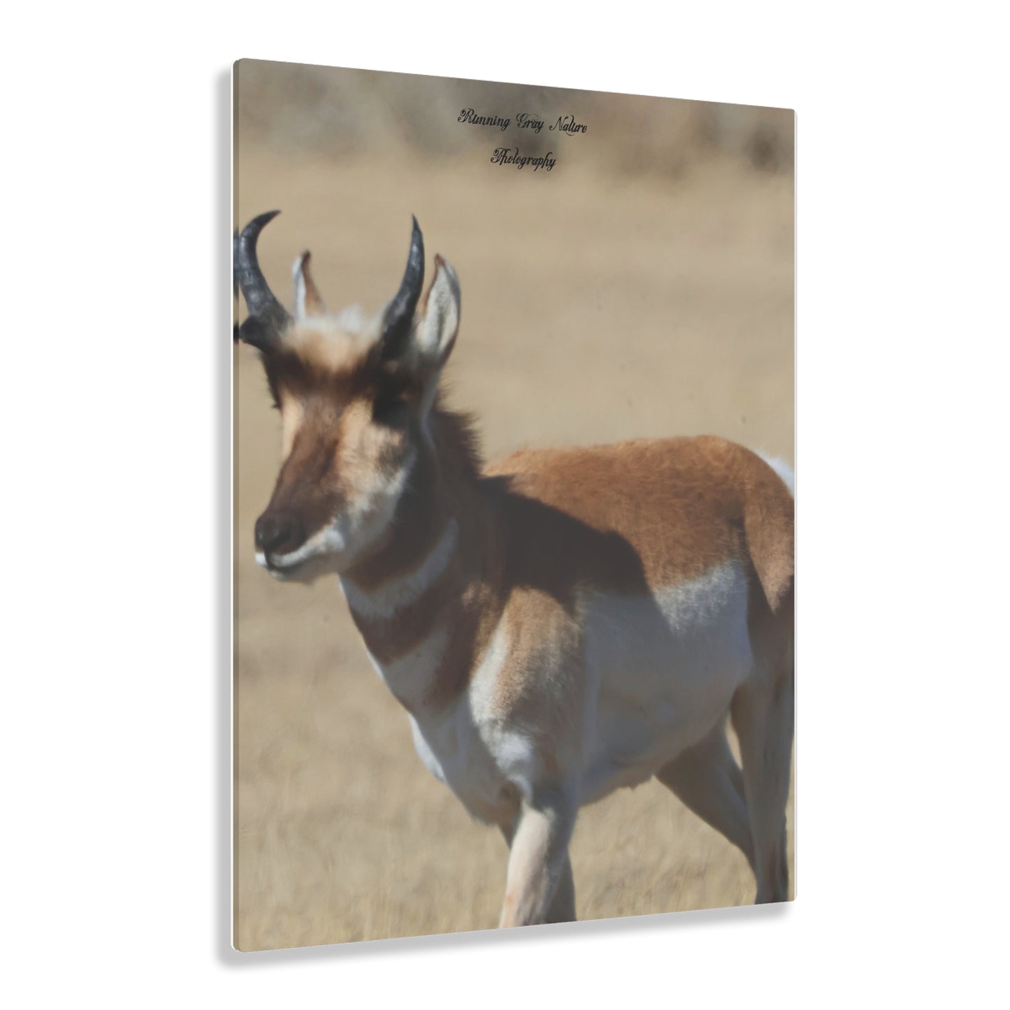 Wyoming Pronghorn Acrylic Prints