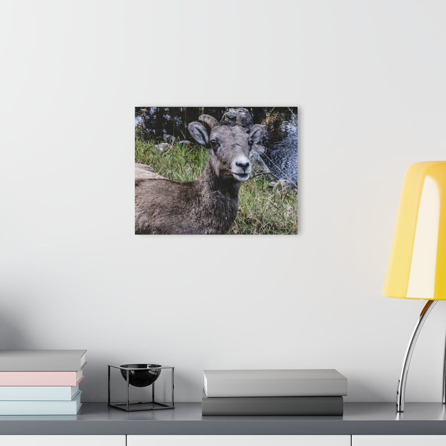 Big Horn Sheep Acrylic