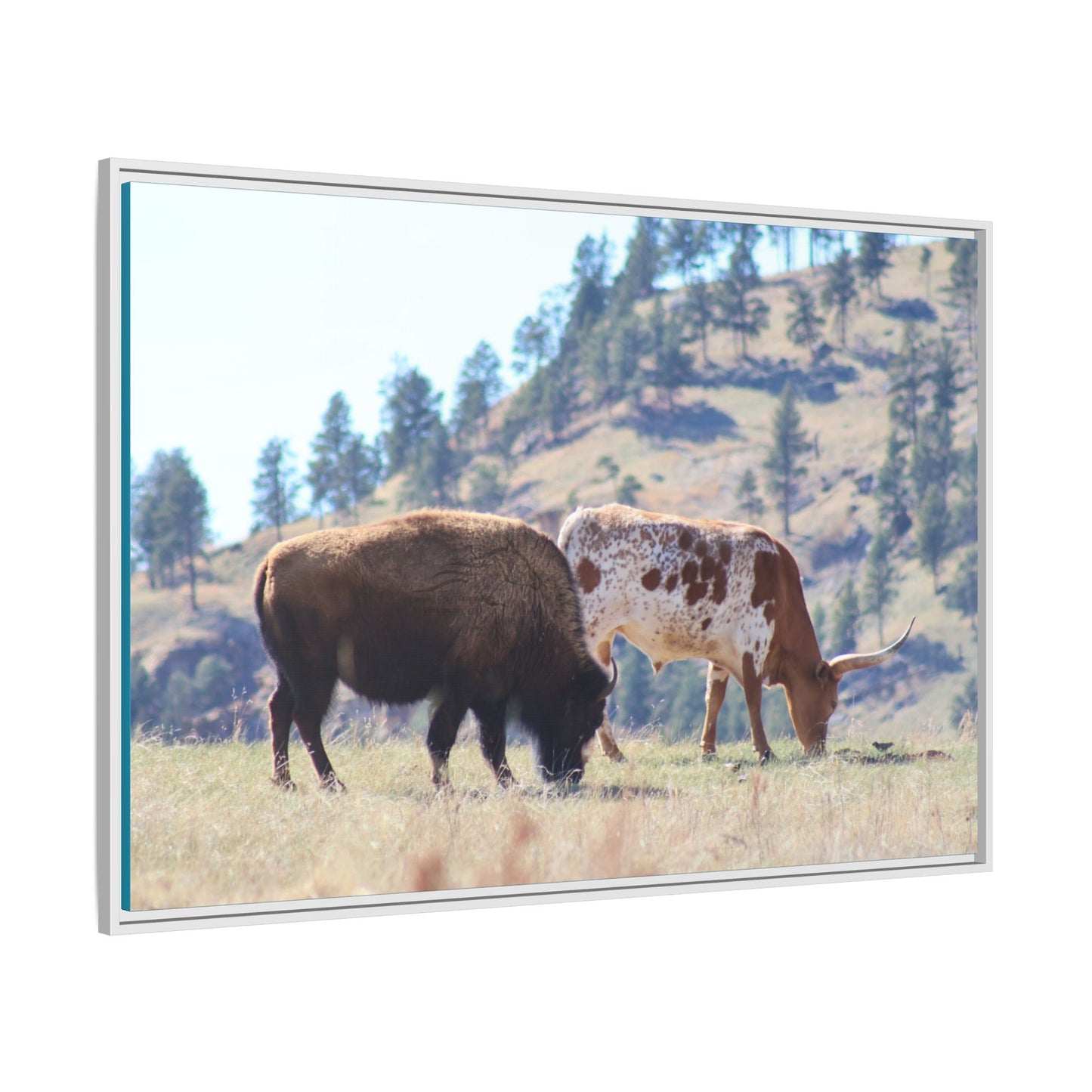 Long Horn and Buffalo Framed Canvas
