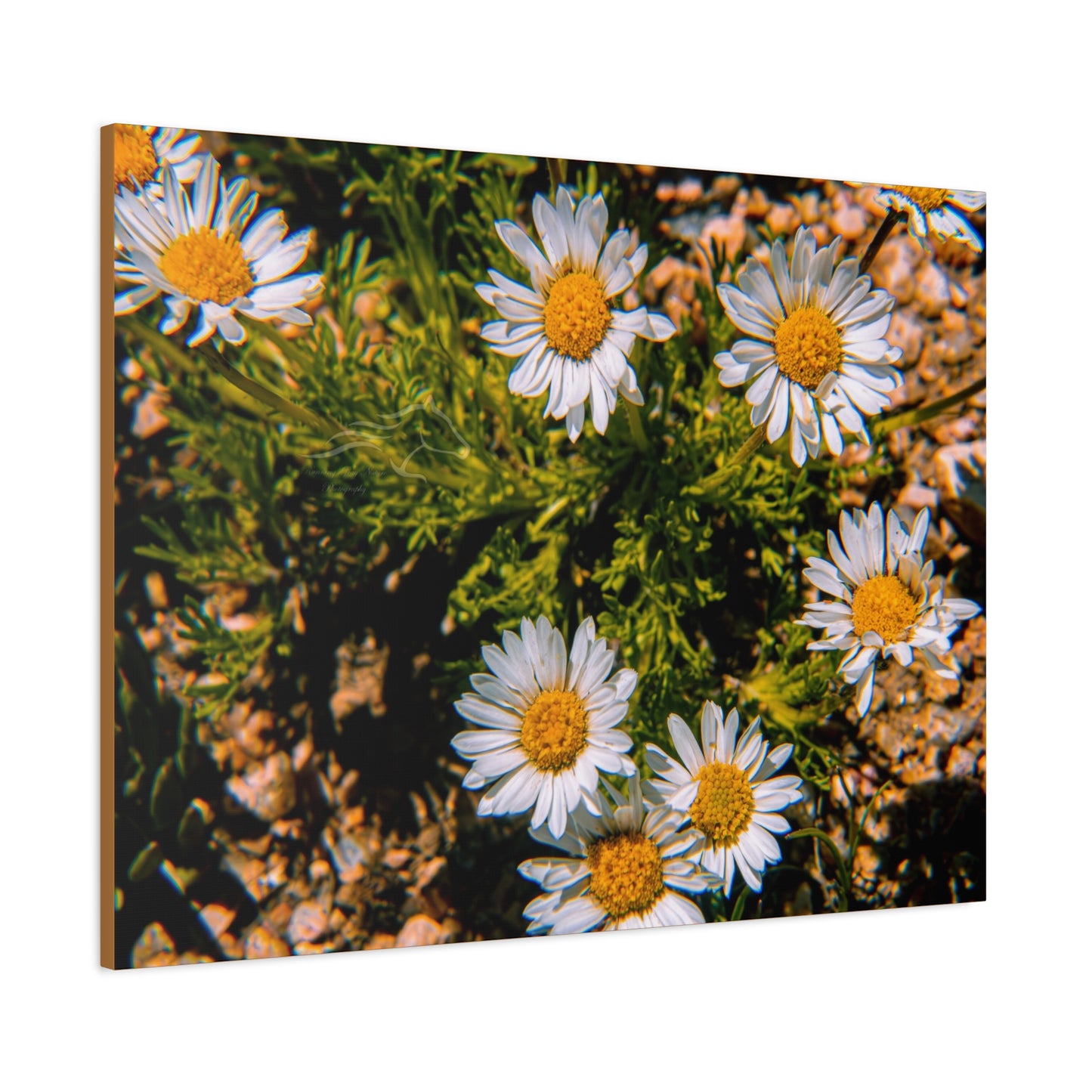 Wild Daisy Canvas