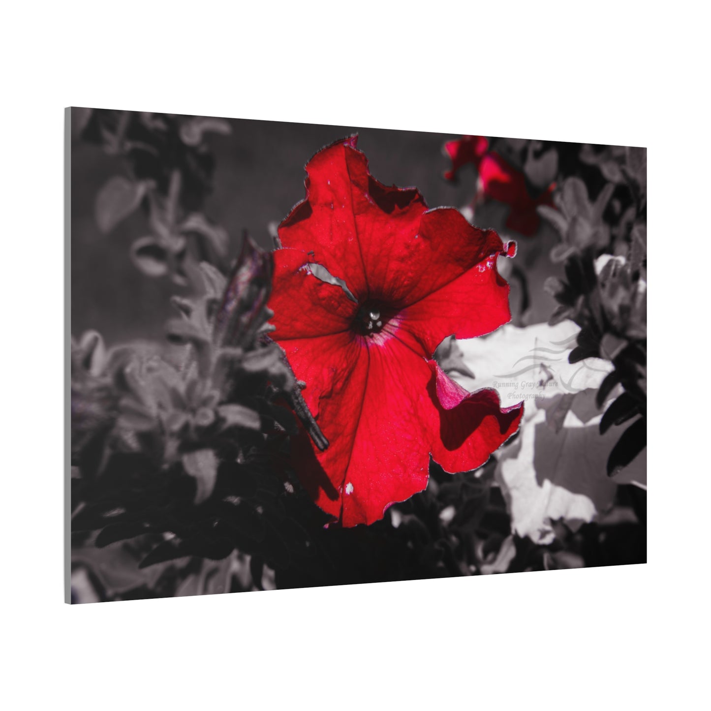 Black and Red Flower Canvas