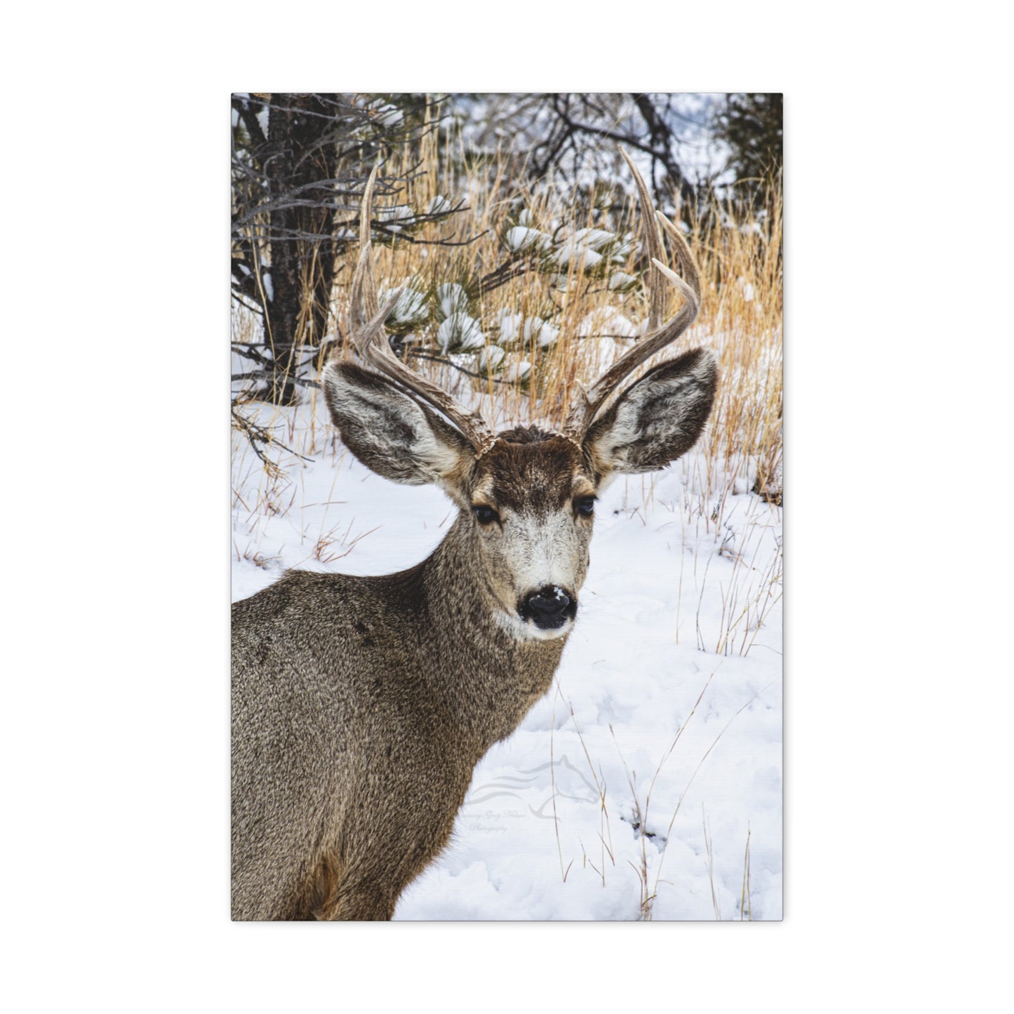 Deer Antlers in February Canvas