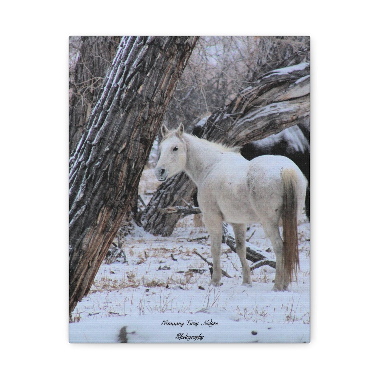 Winter White Horse Matte Canvas, Stretched, 1.25"