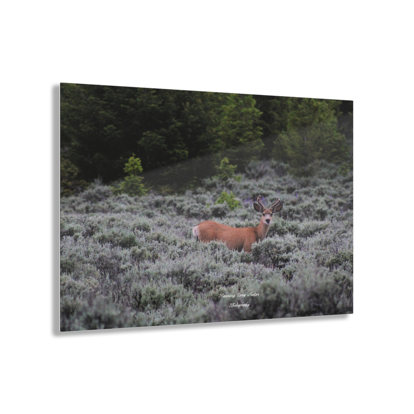 Wyoming Deer Acrylic Prints