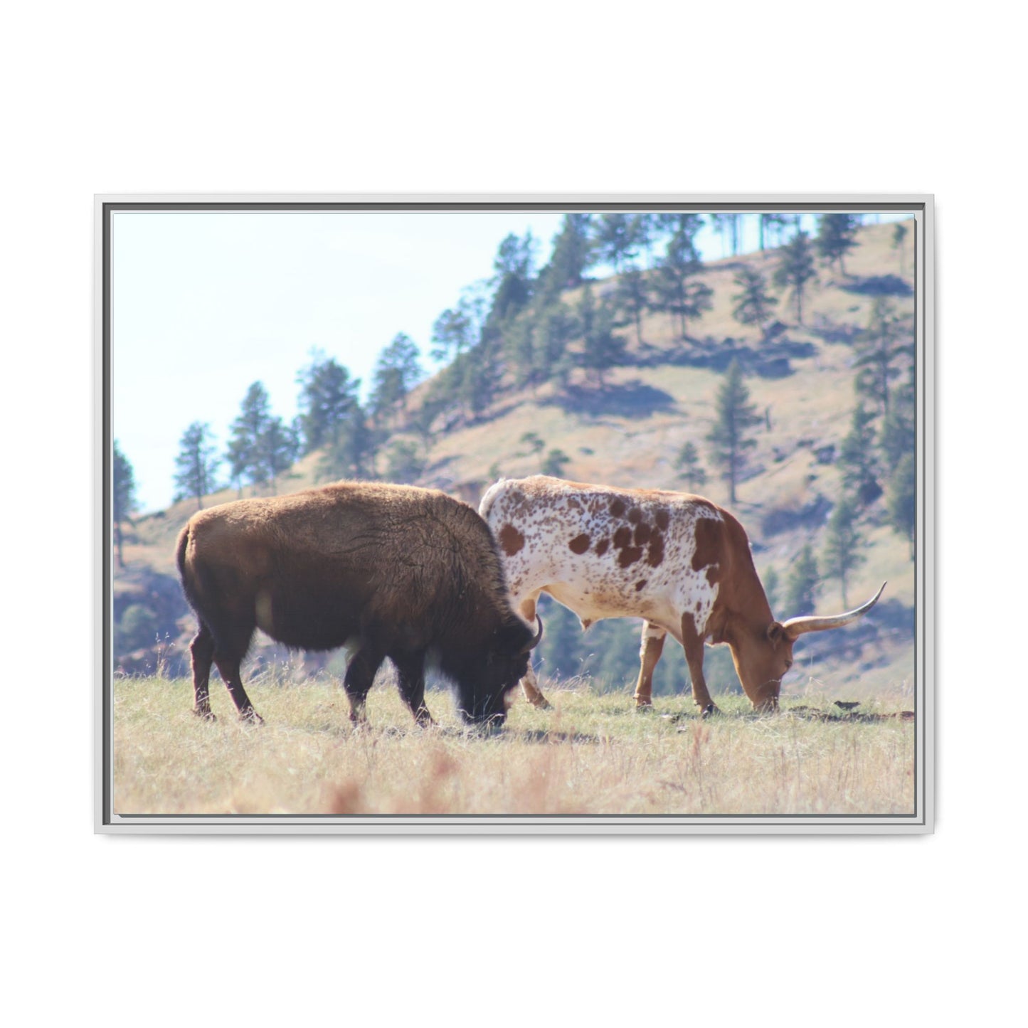 Long Horn and Buffalo Framed Canvas
