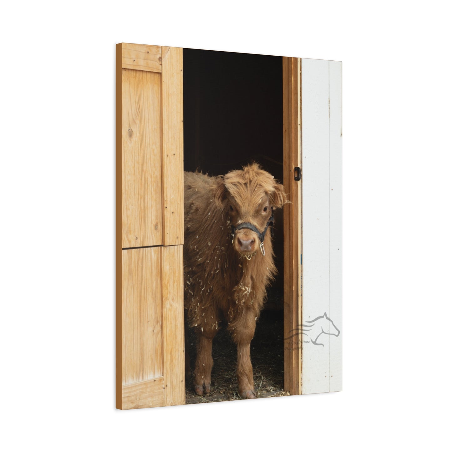 Little Highlander Canvas