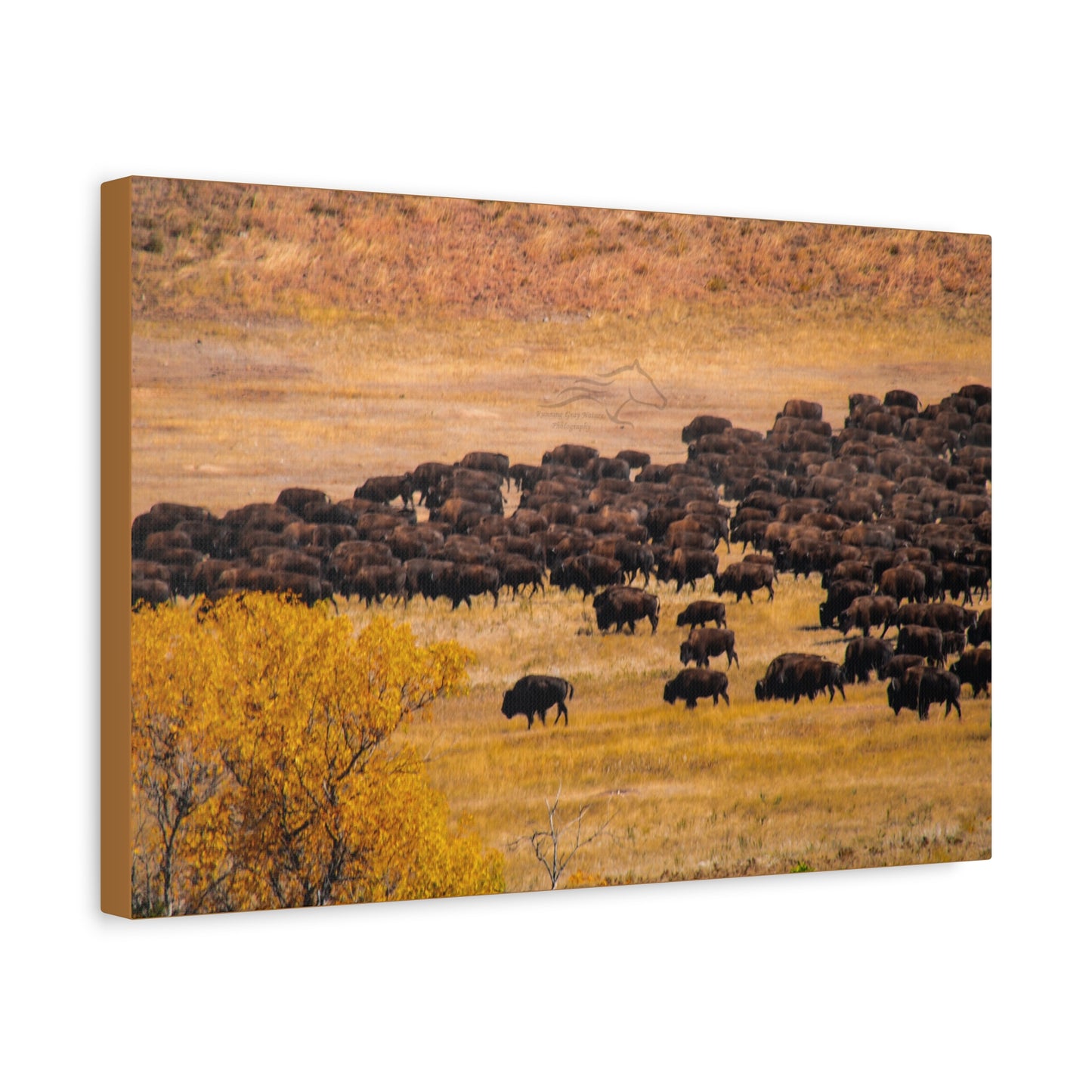 Buffalo all Gathered Canvas