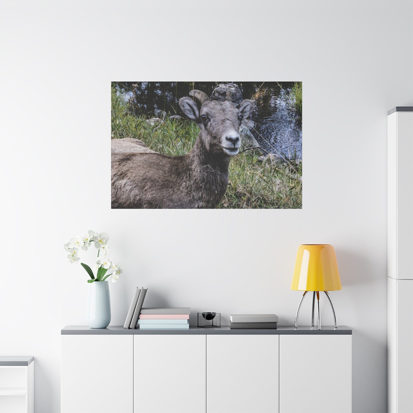 Big Horn Sheep Canvas